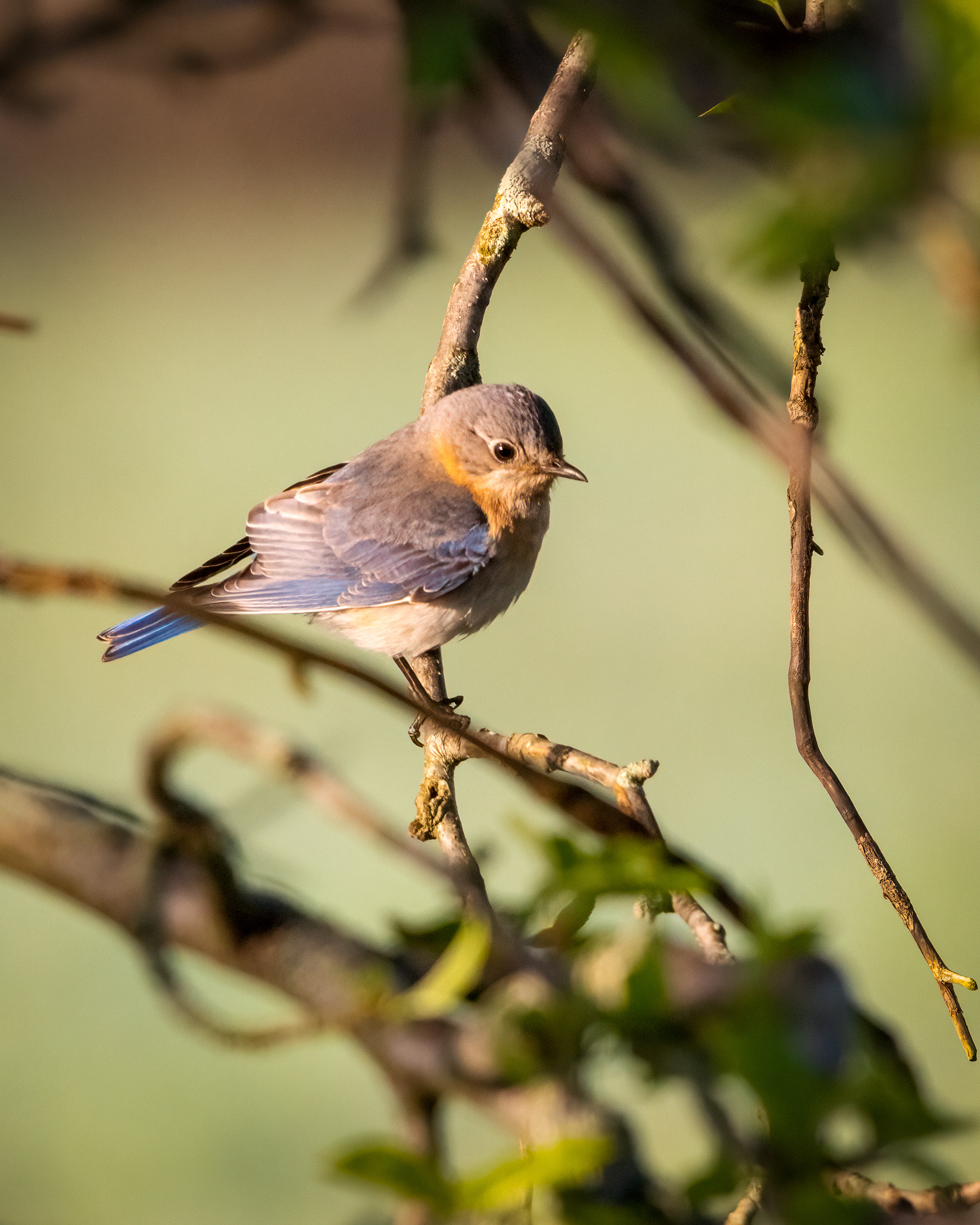 Female eastern bluebird in an apple tree. Blurred green background