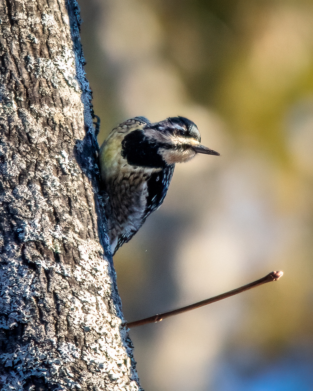 A juvenile woodpecker peeking around a tree trunk