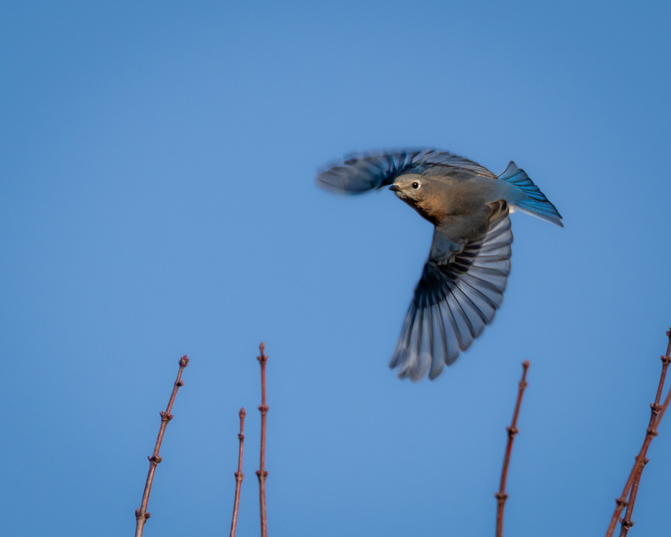 Female eastern bluebird in flight against a blue sky