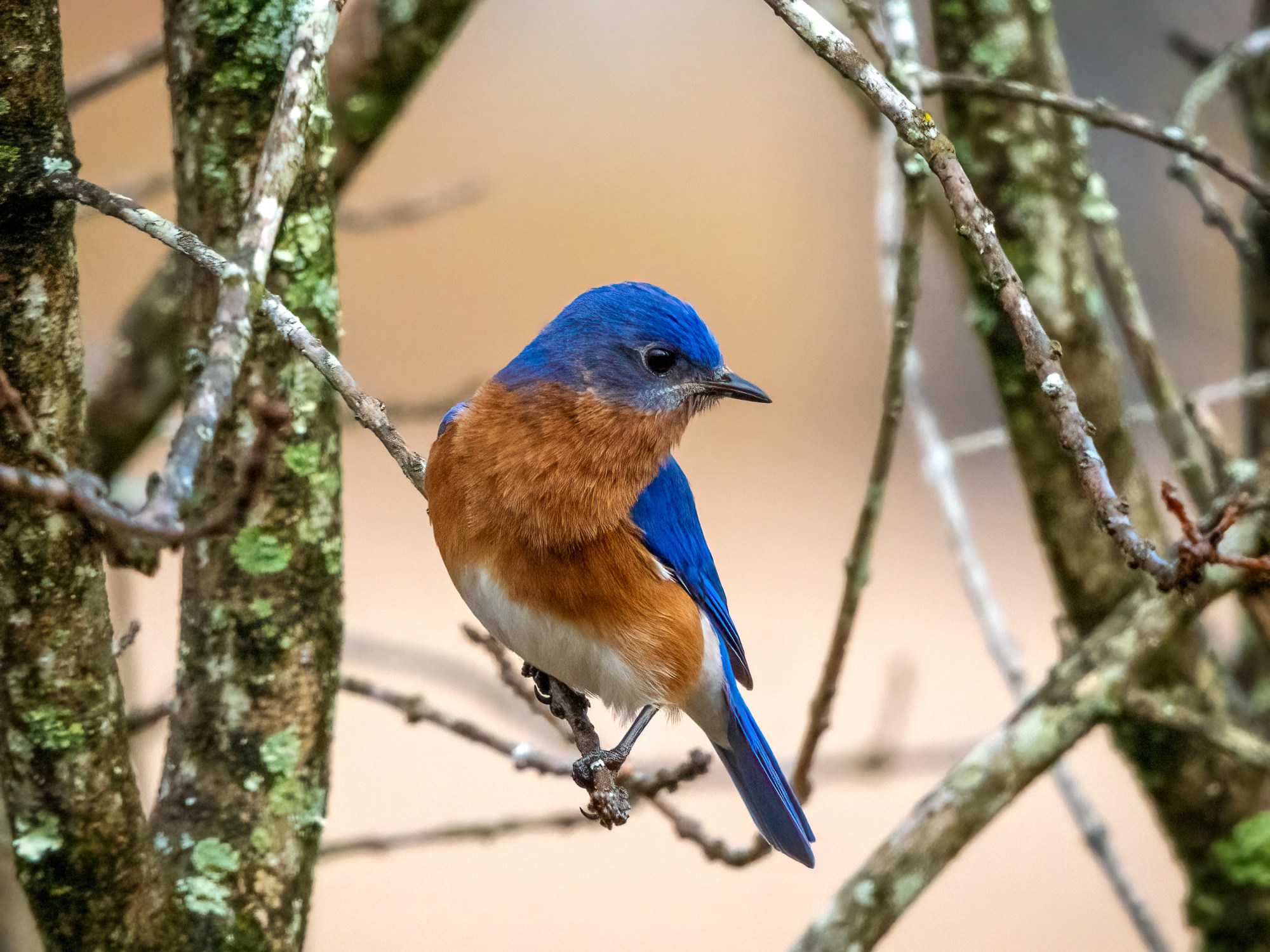 Male eastern bluebird framed by lichen covered branches