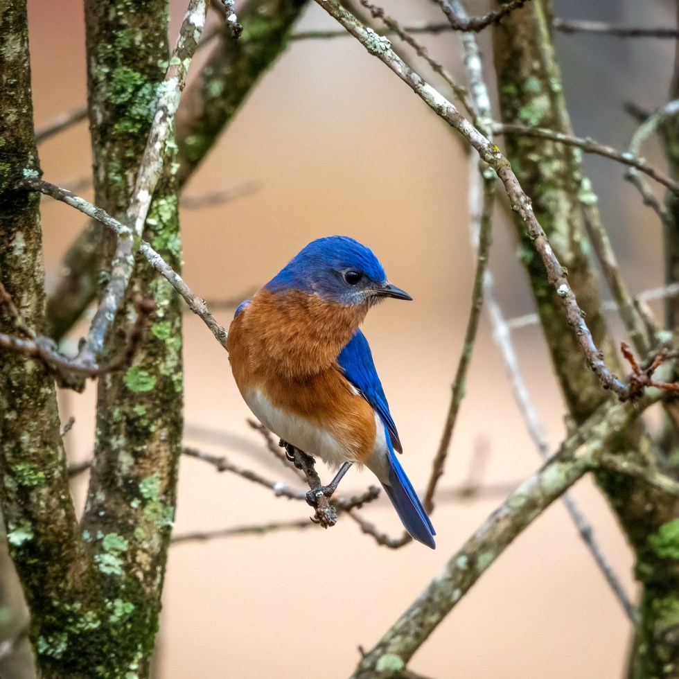 Male eastern bluebird framed by lichen covered branches