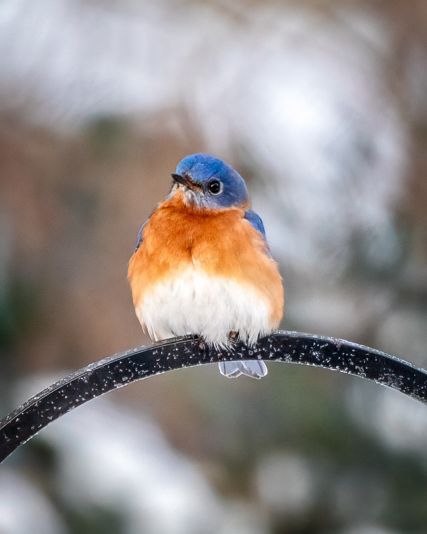 Male eastern bluebird perched on a feeder stanchion