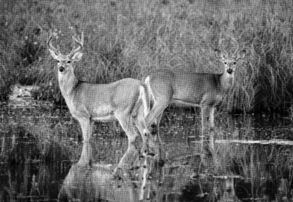 b&W halftone image of two male deer, standing butt to butt in the water