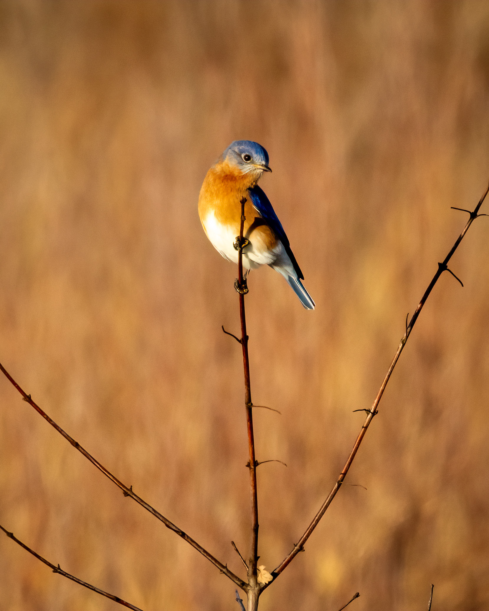 Male eastern bluebird perched on a thin twig above a brown field