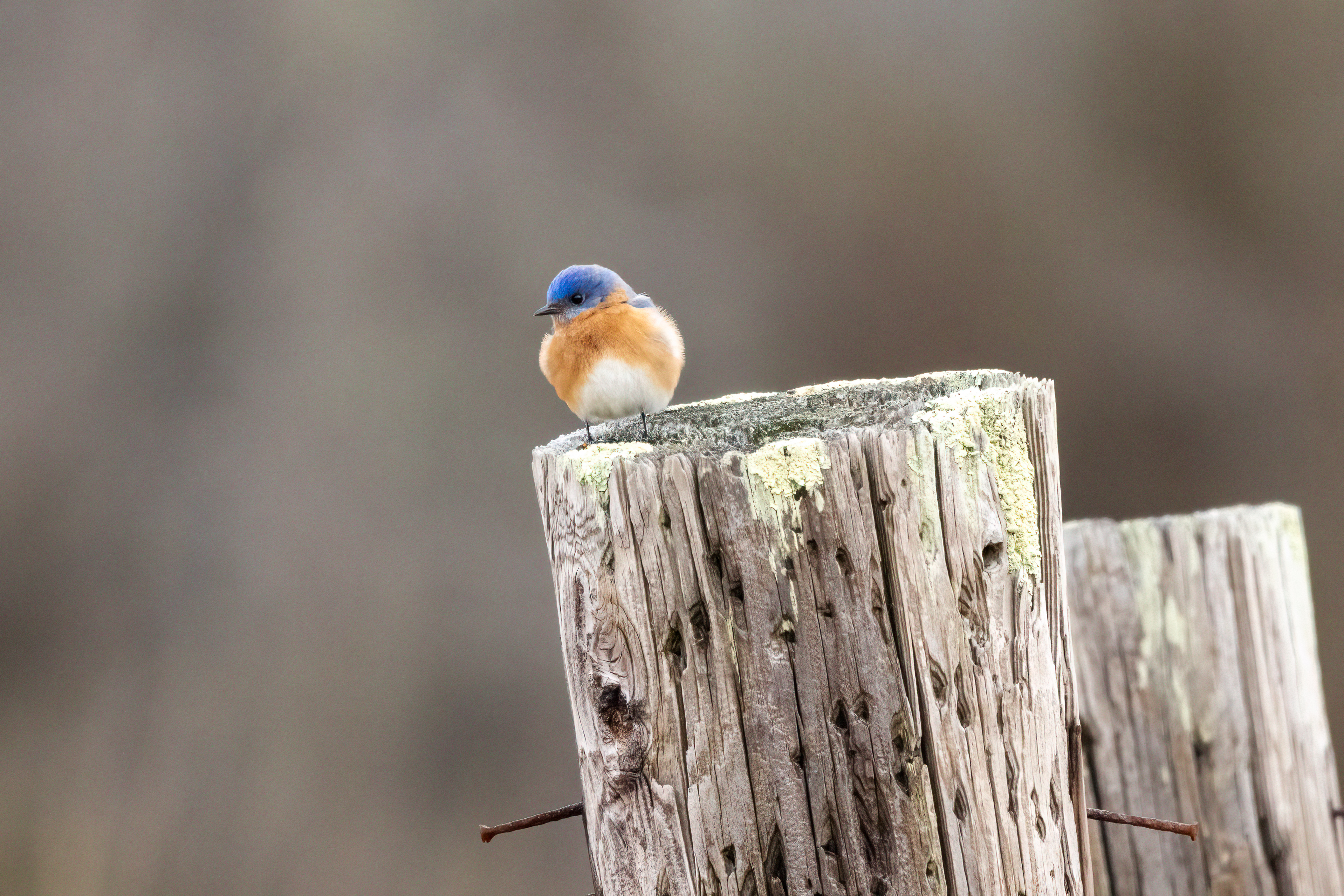Male eastern bluebird on a fencepost