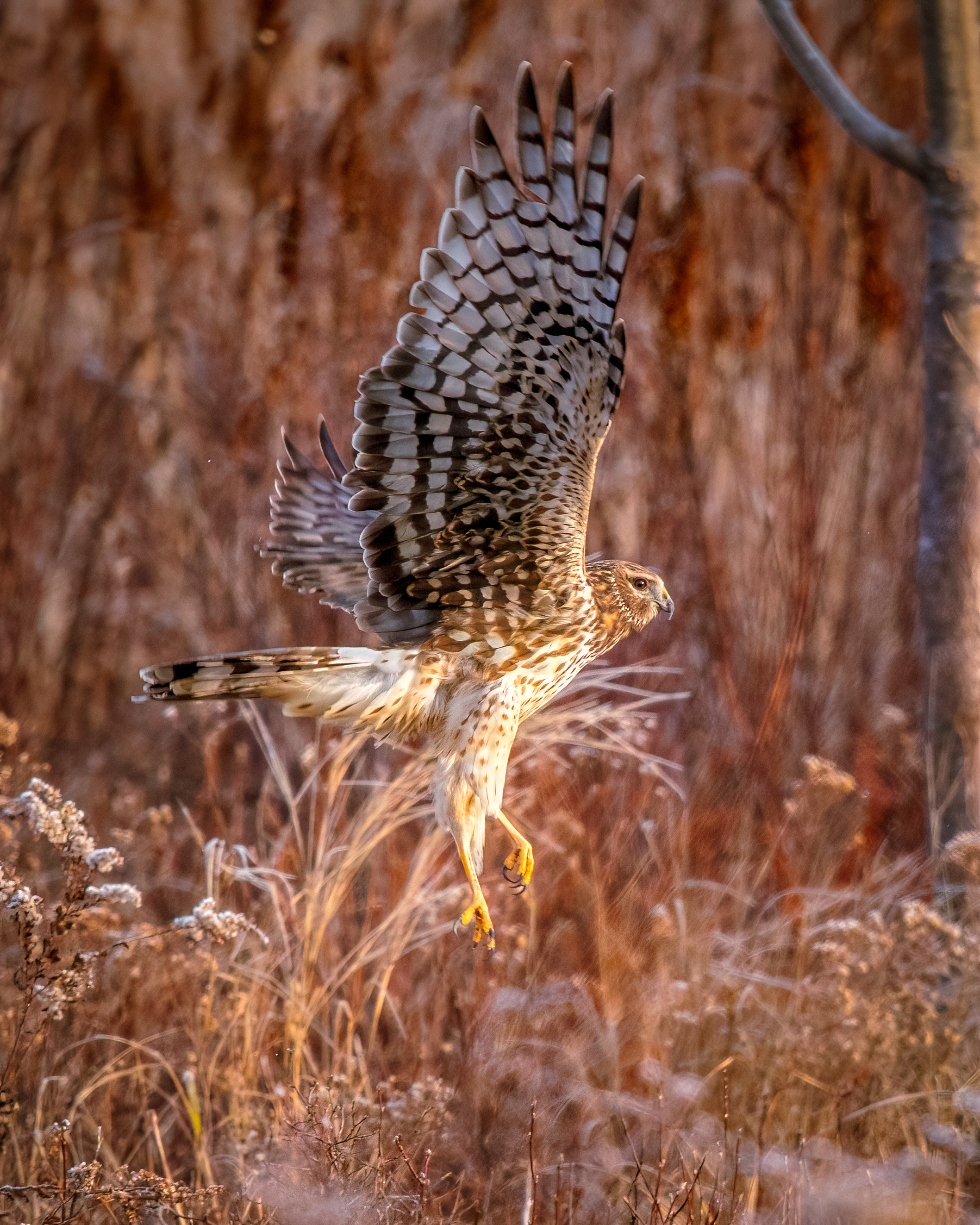 northern harrier startled into flight from deep winter grass