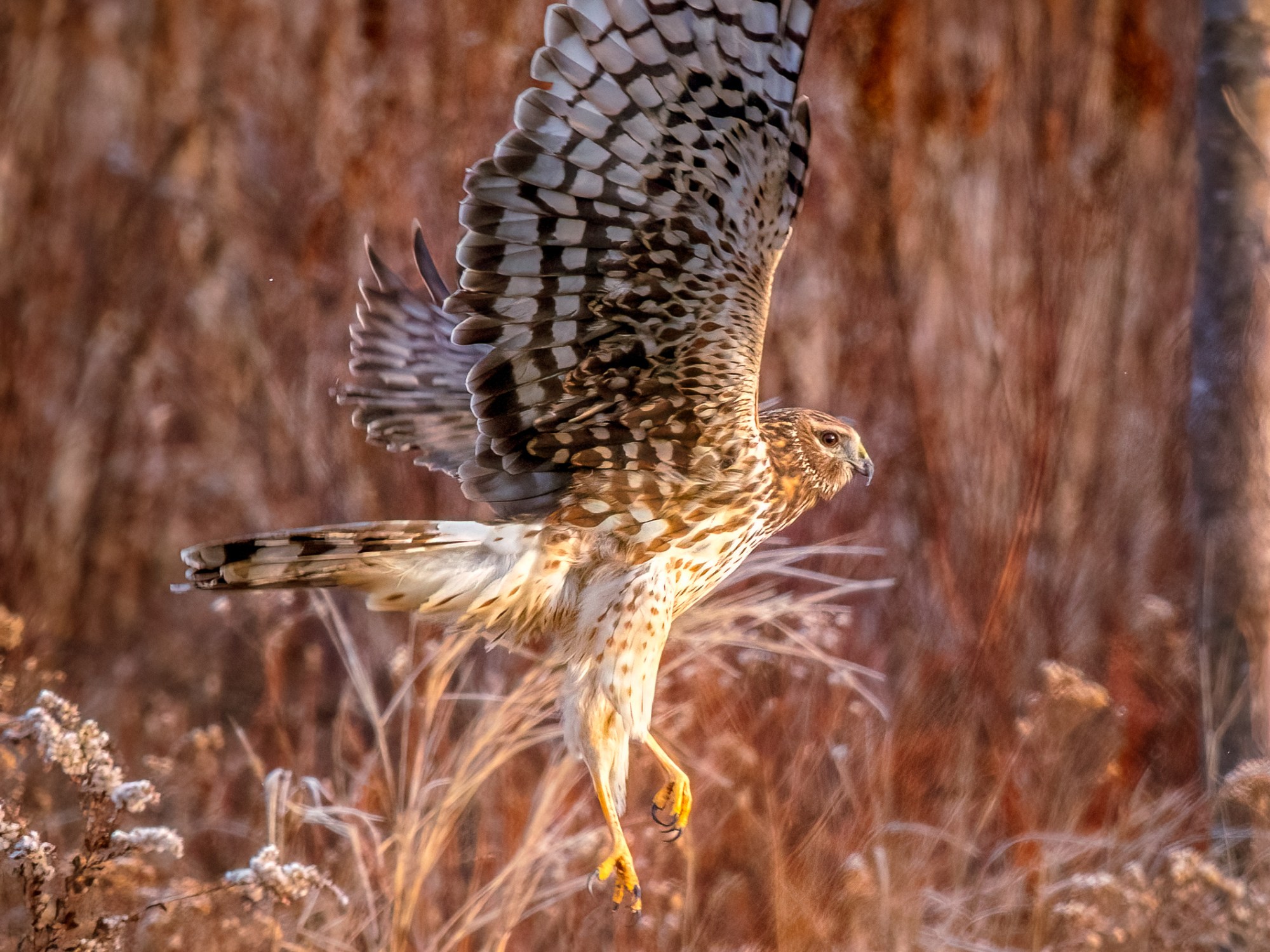 northern harrier startled into flight from deep winter grass