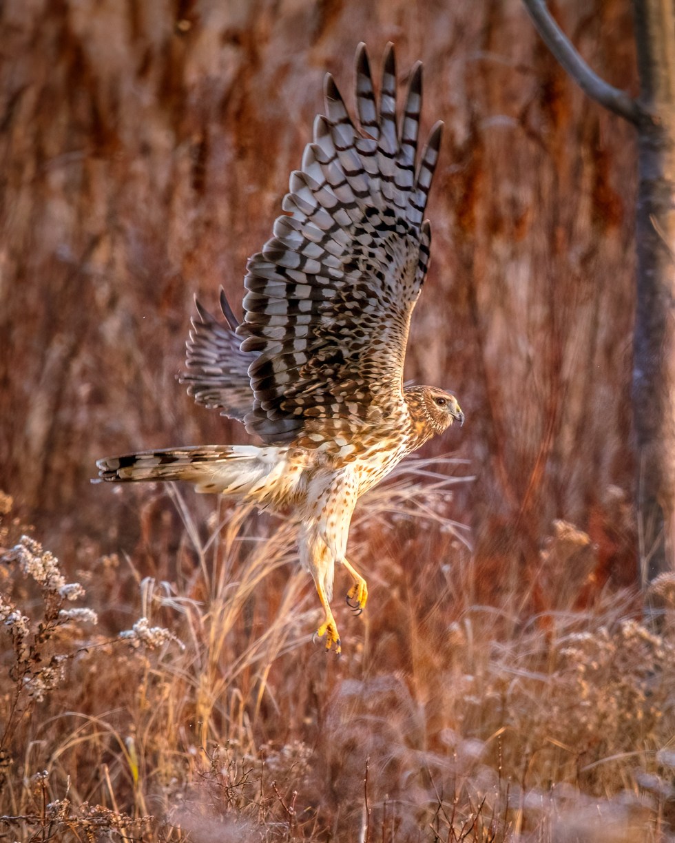northern harrier startled into flight from deep winter grass
