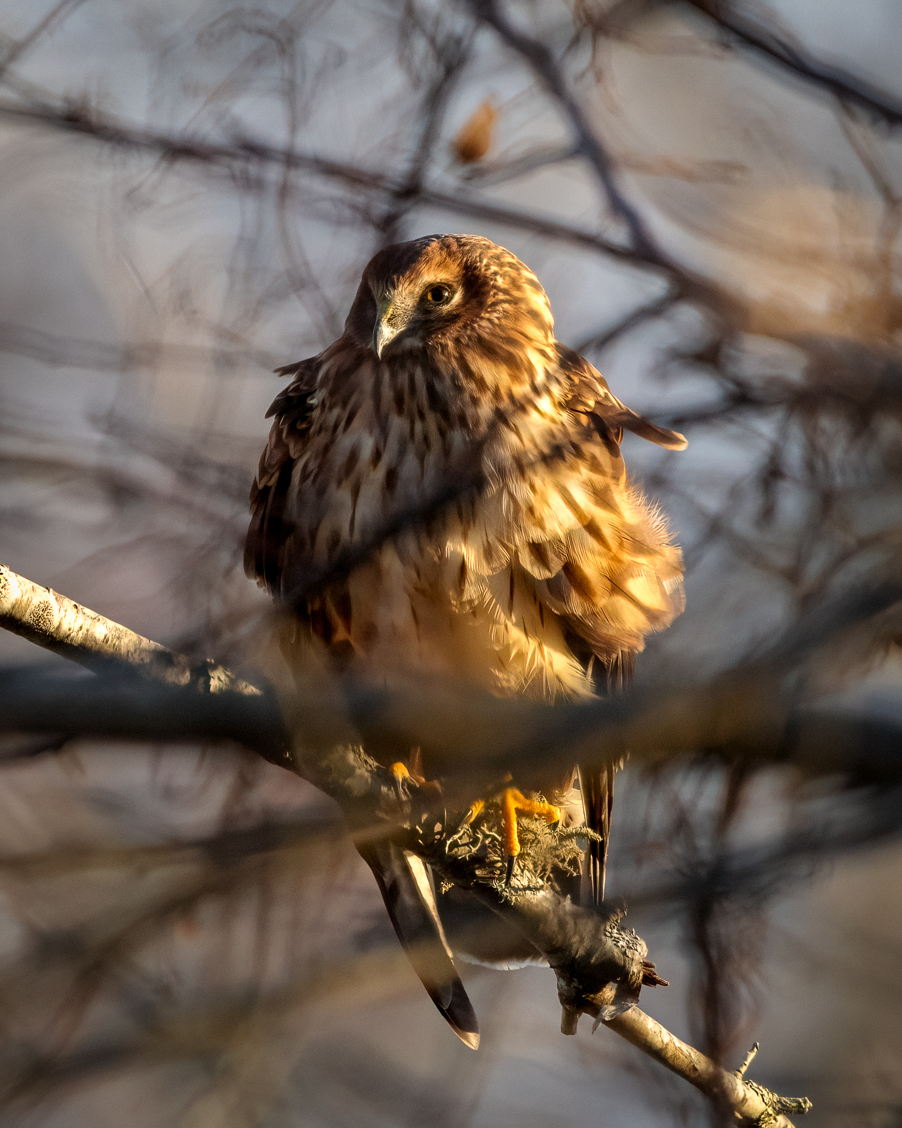 northern harrier perched in a tree with soft light