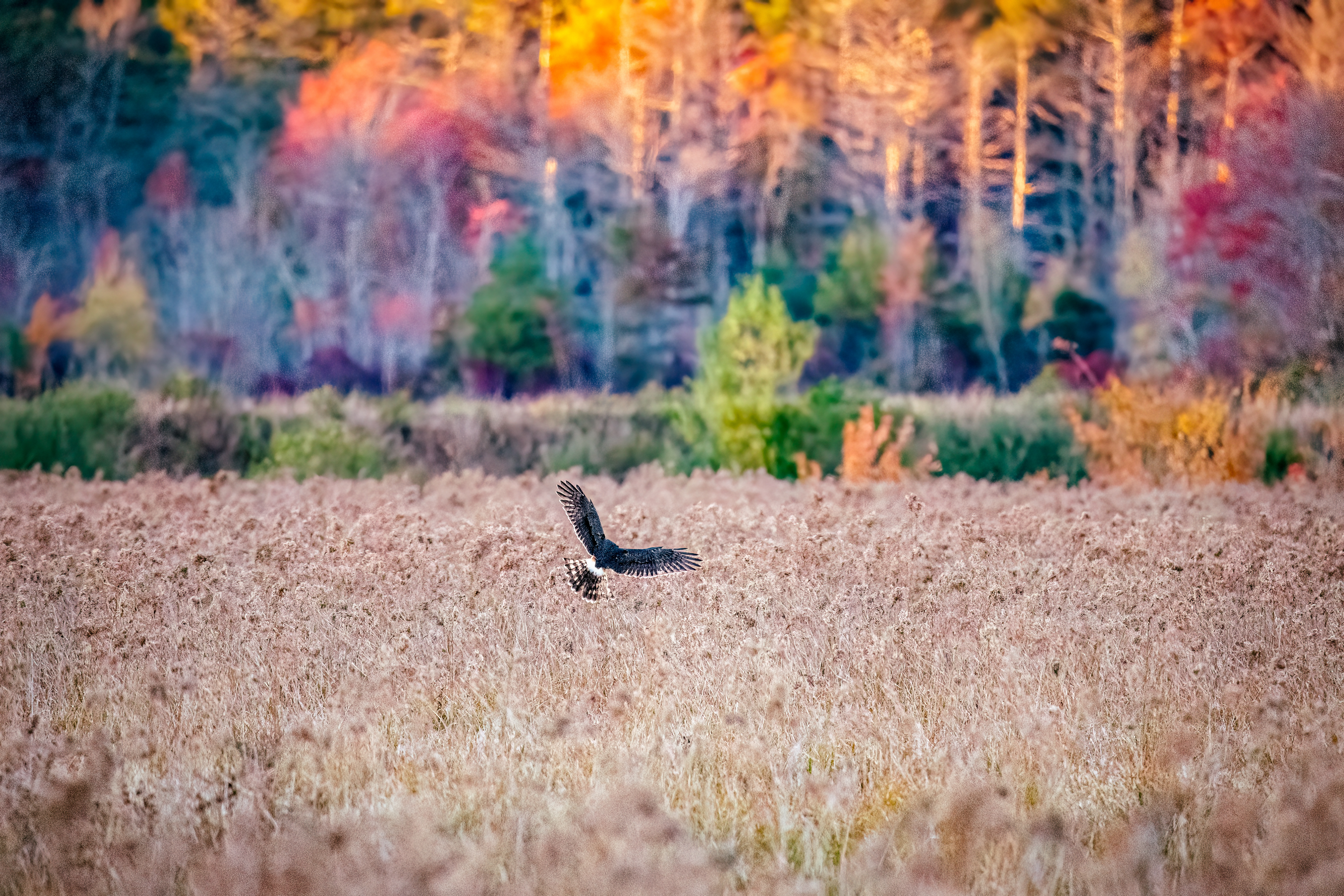 northern harrier flying over a fall marsh with fall trees in the background