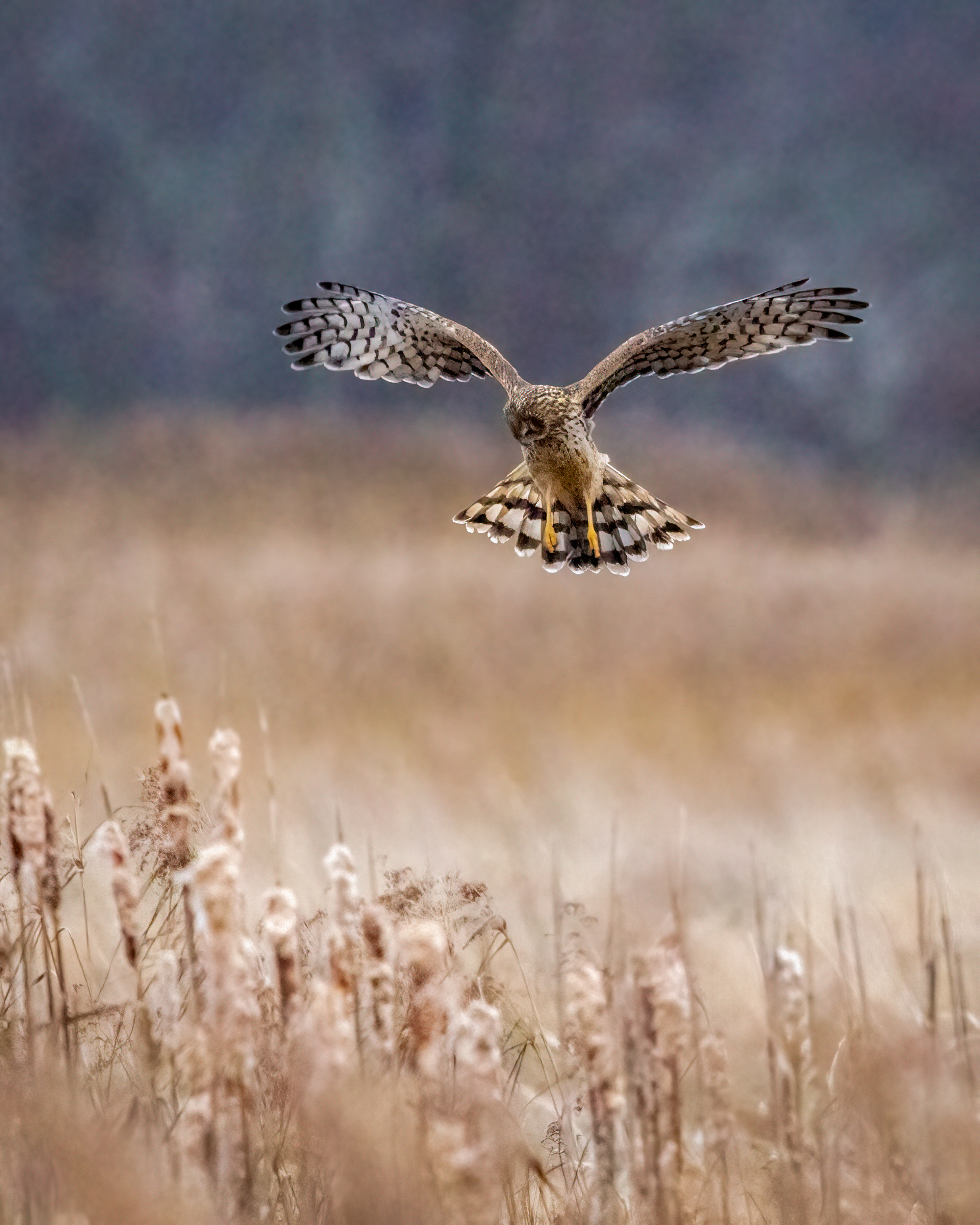 northern harrier hovering over long winter reeds