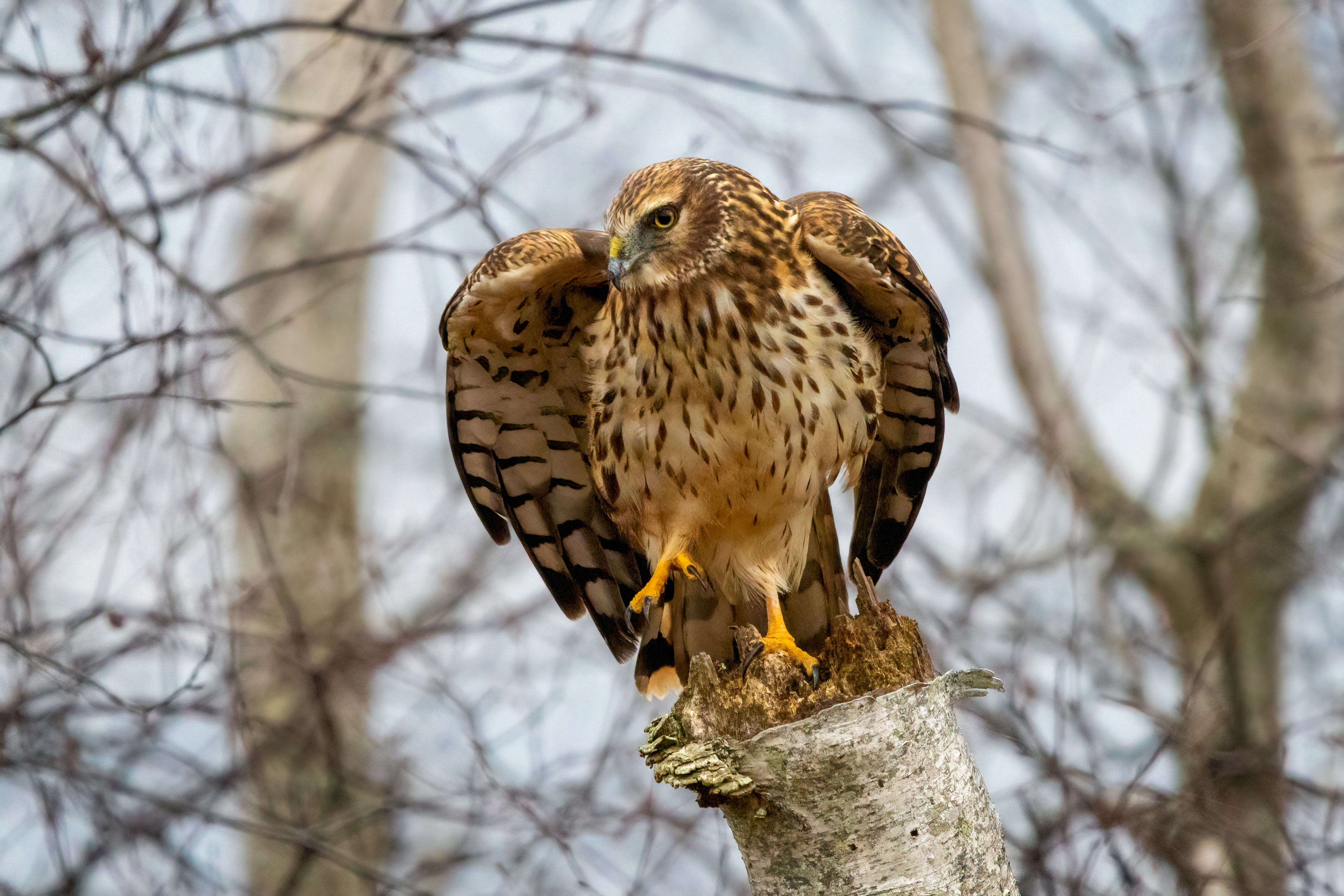 northern harrier taking off from a birch stump