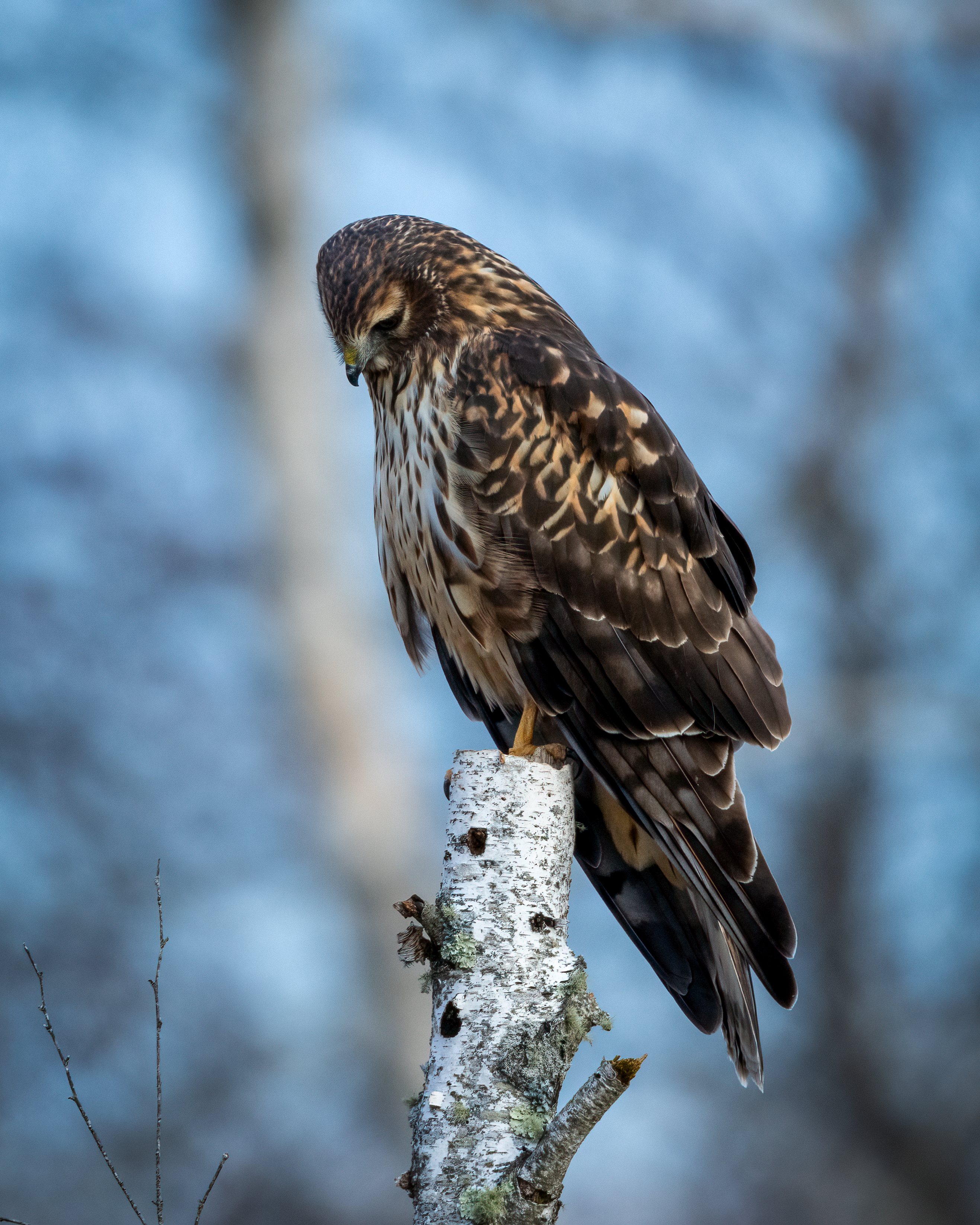 northern harrier perched on a birch stump