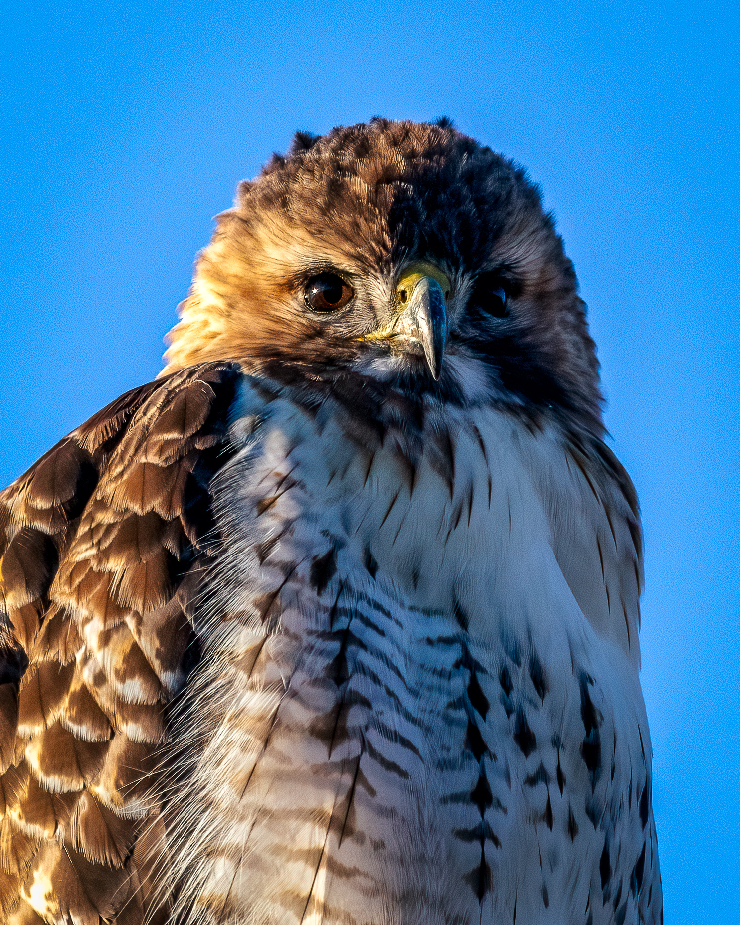 Closeup portrait of a large hawk 