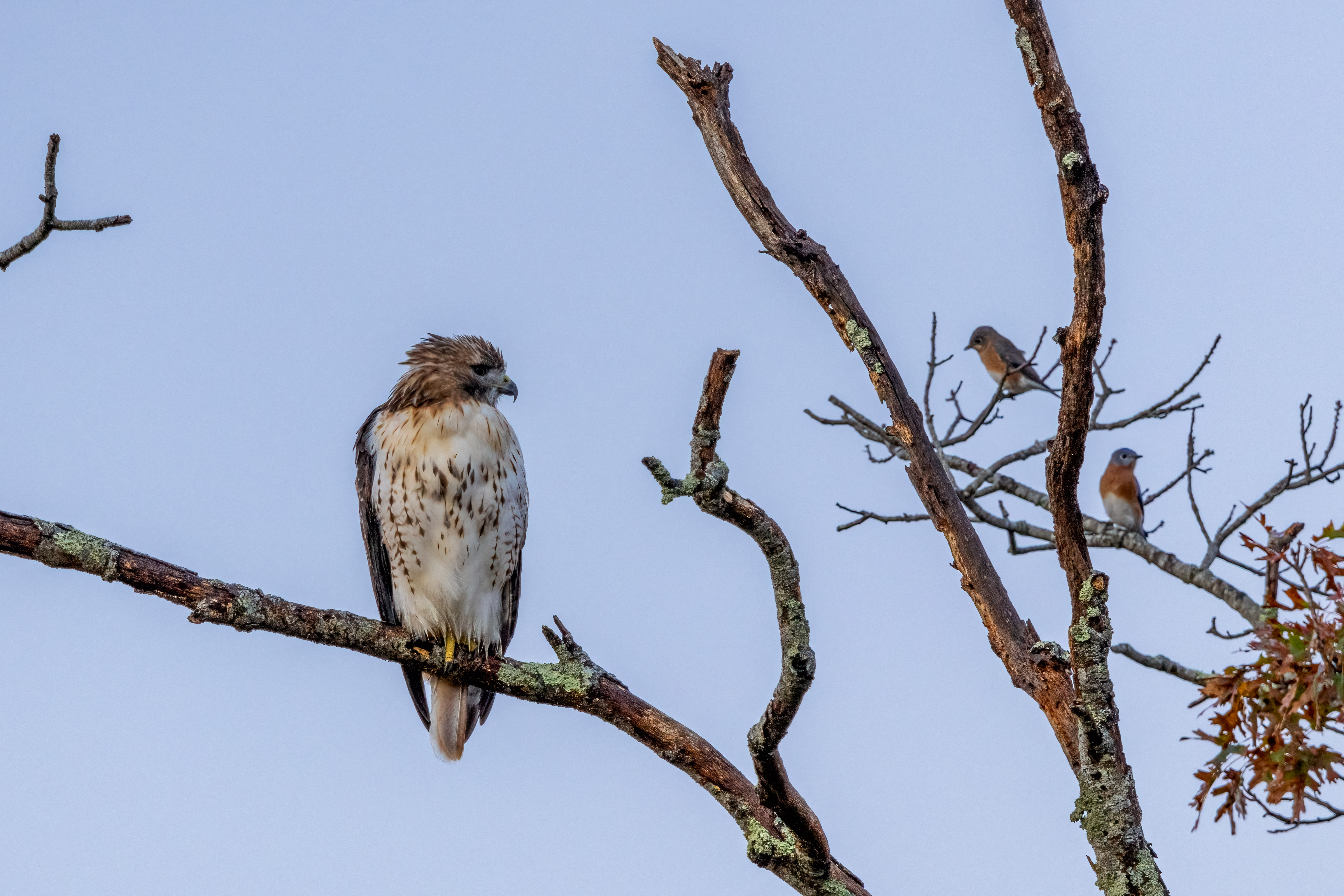 Red-tailed hawk perched next to two very vigilant bluebirds