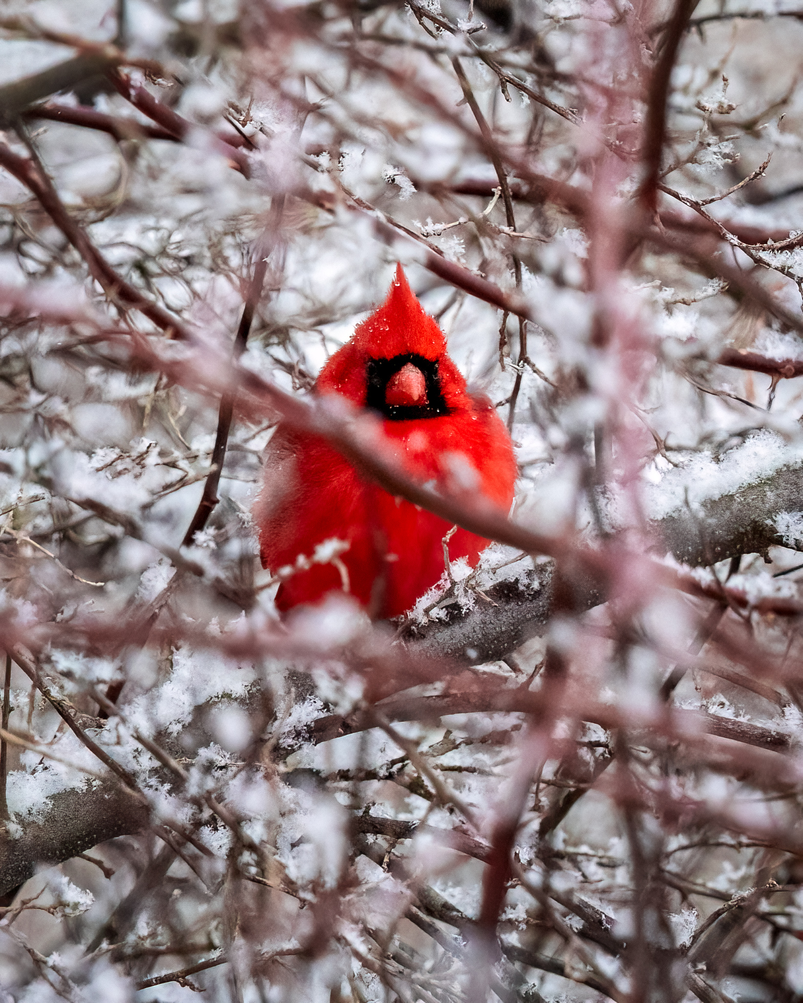 Bright red songbird in a snowy bush