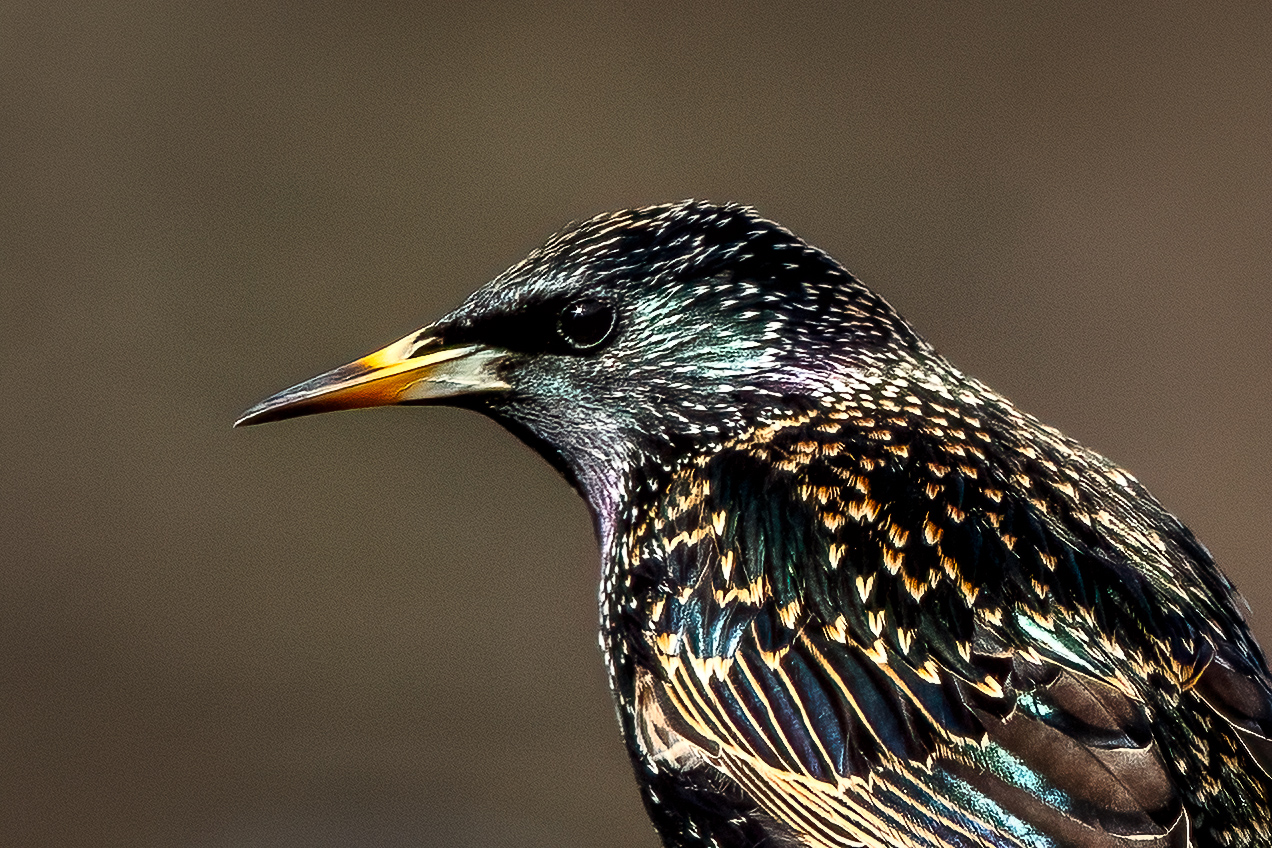 Iridescent, speckled songbird with yellow beak
