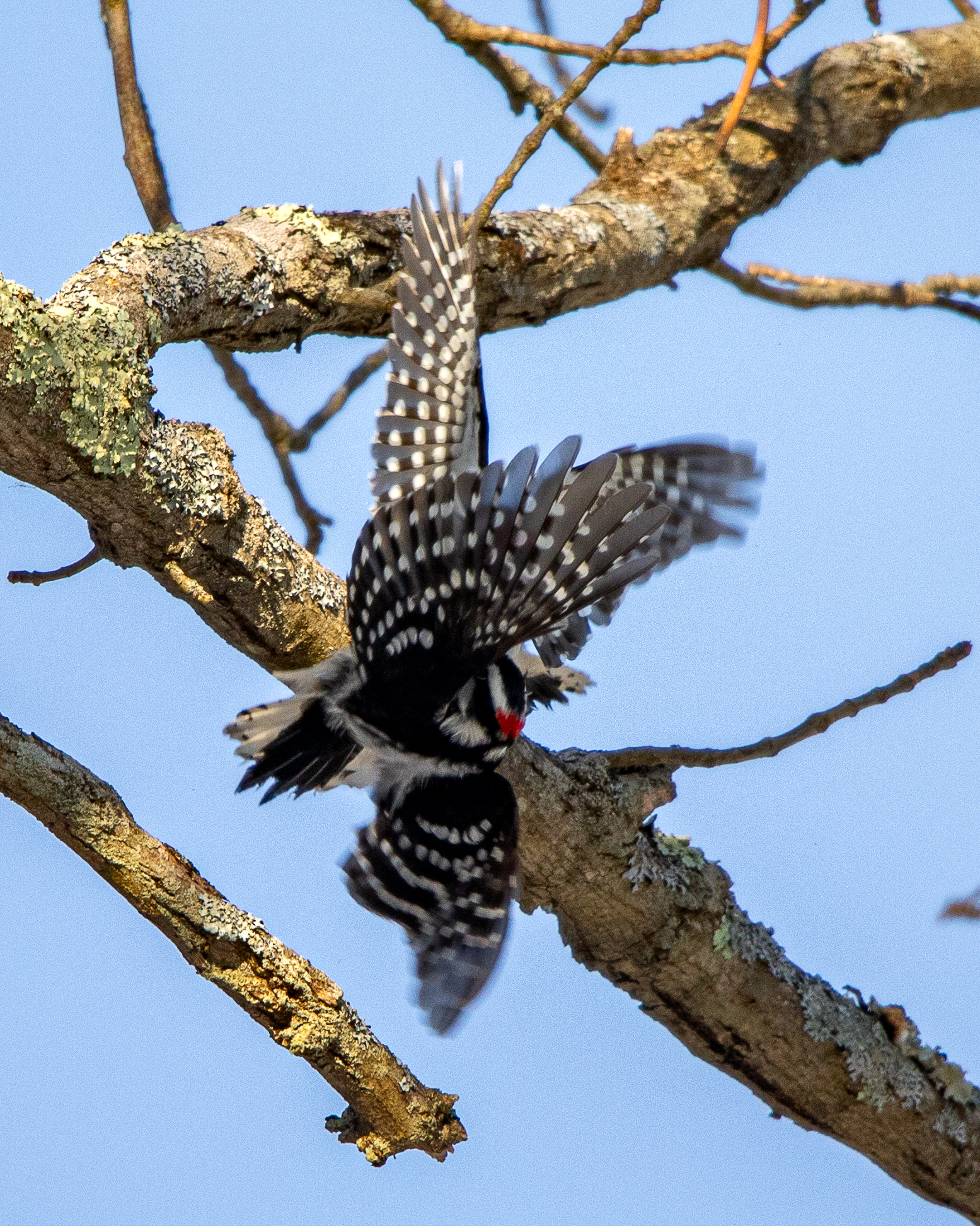Two male downies fighting in the air