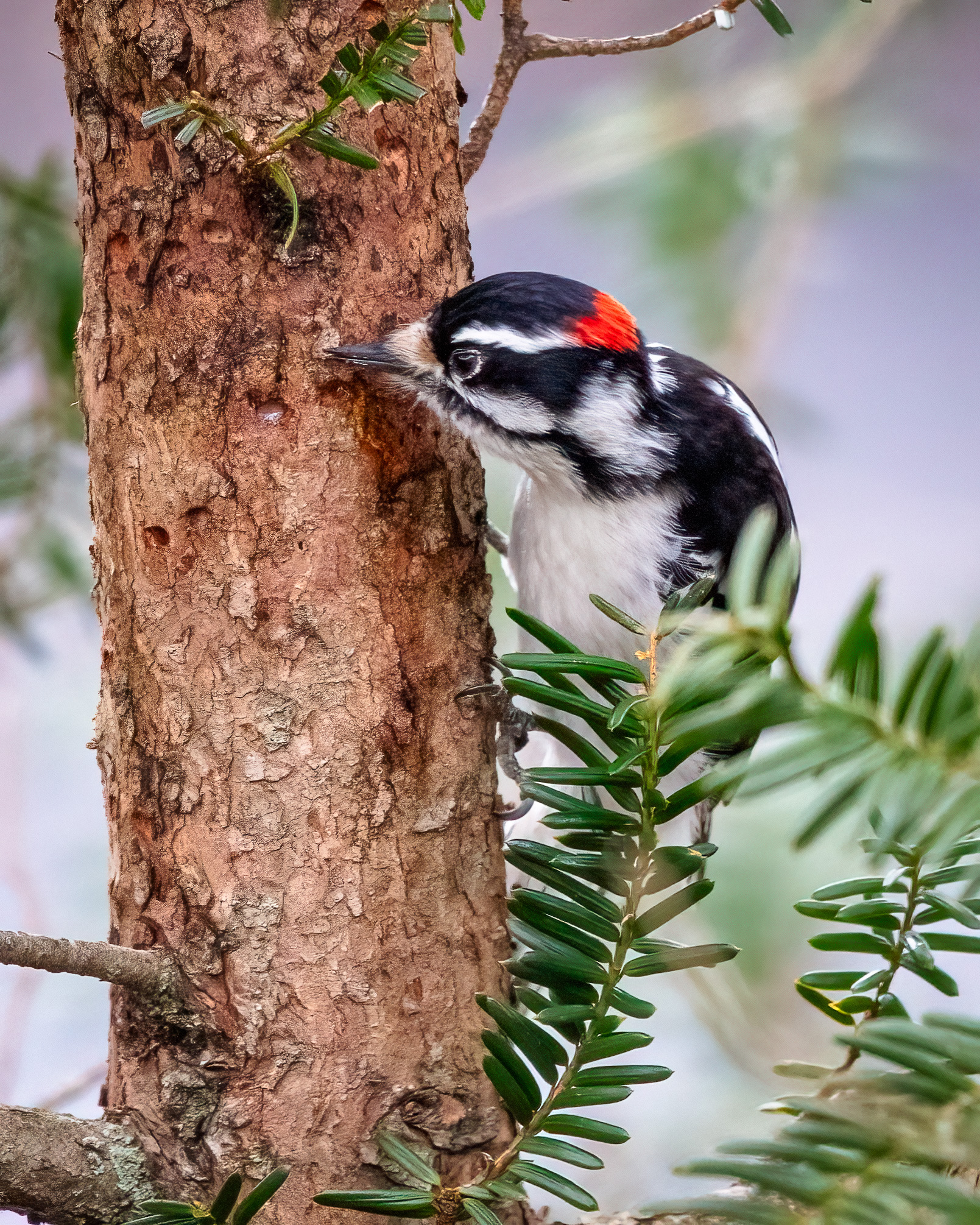 Male downy woodpecker