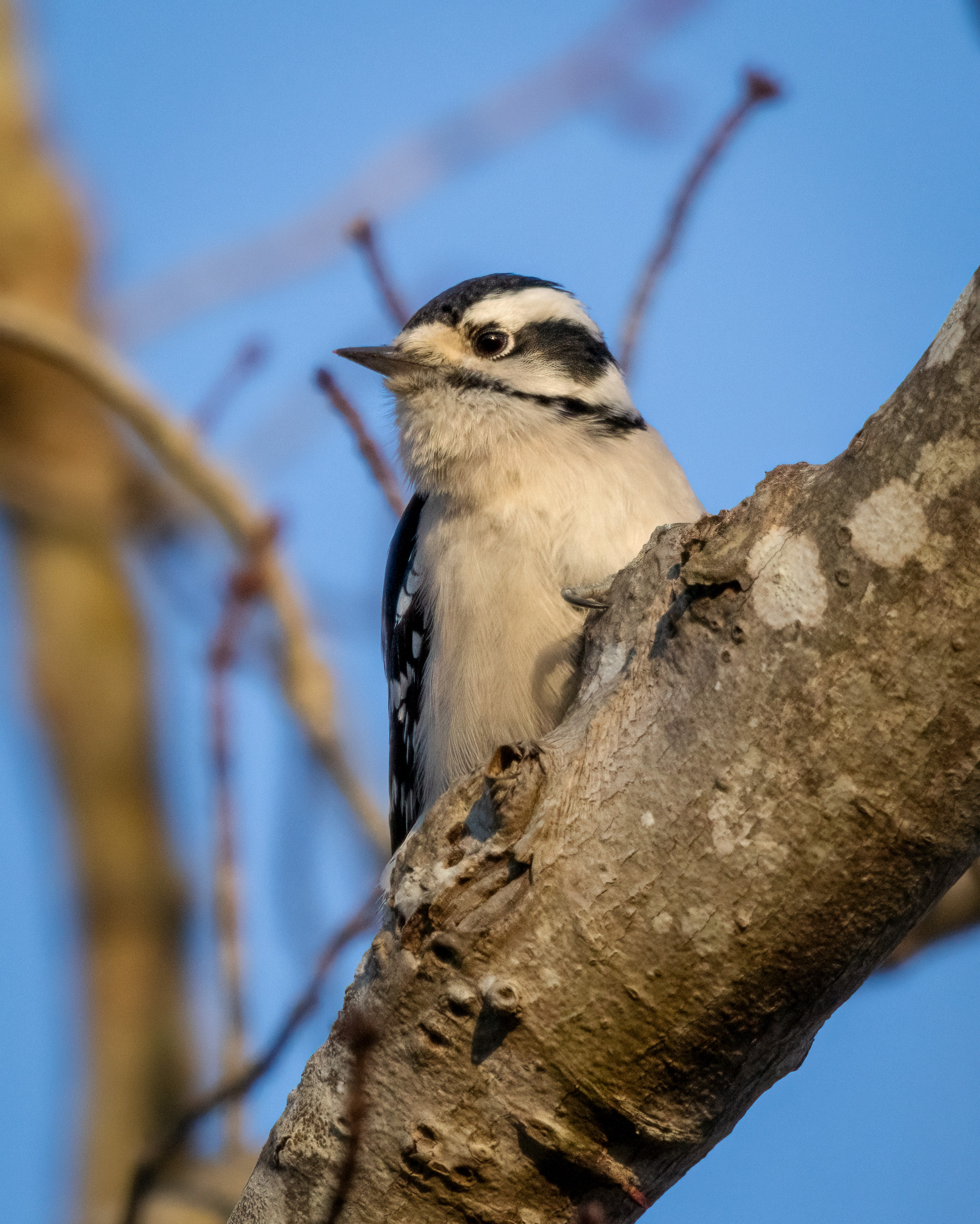 Female downy woodpecker