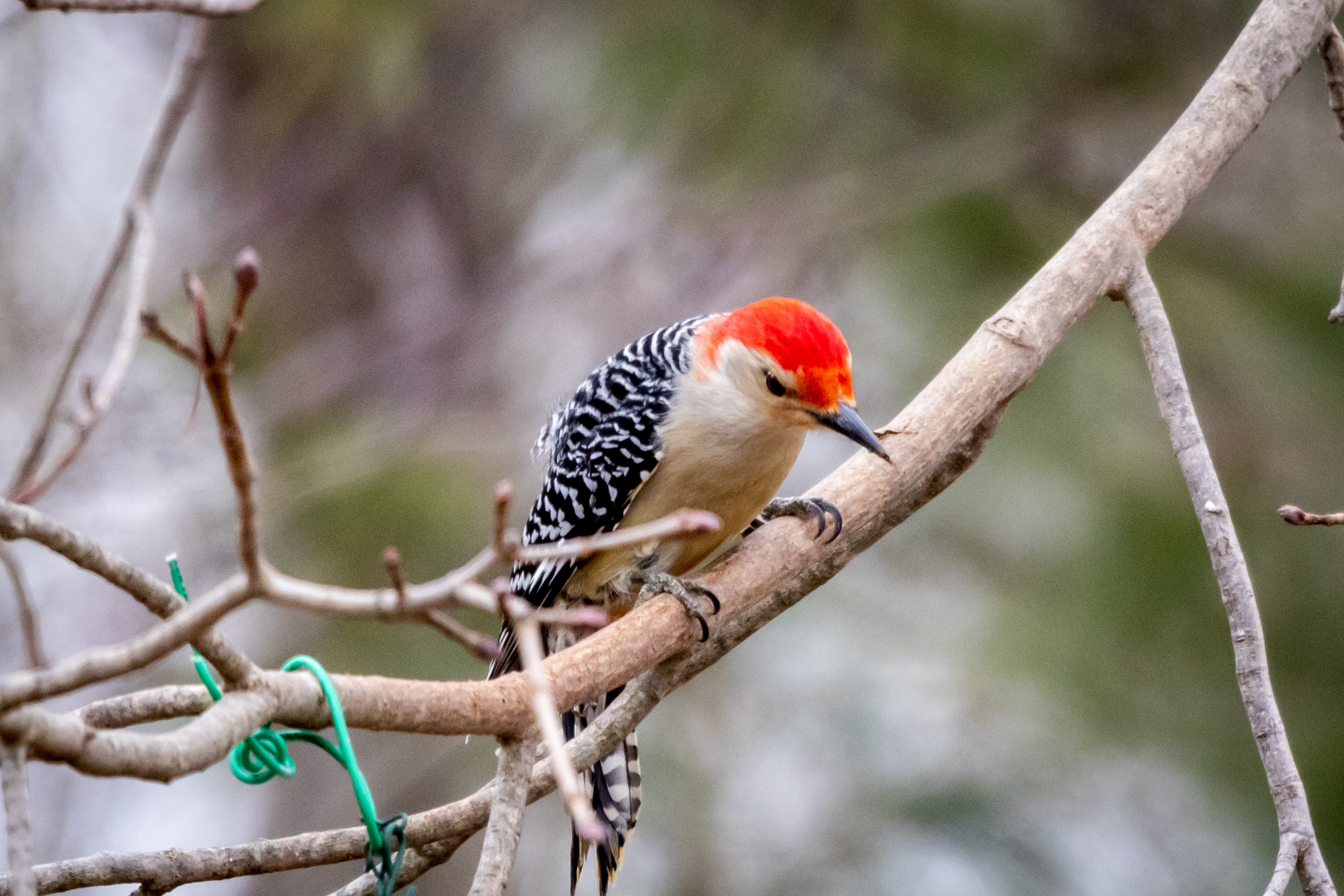 Male red-bellied woodpecker