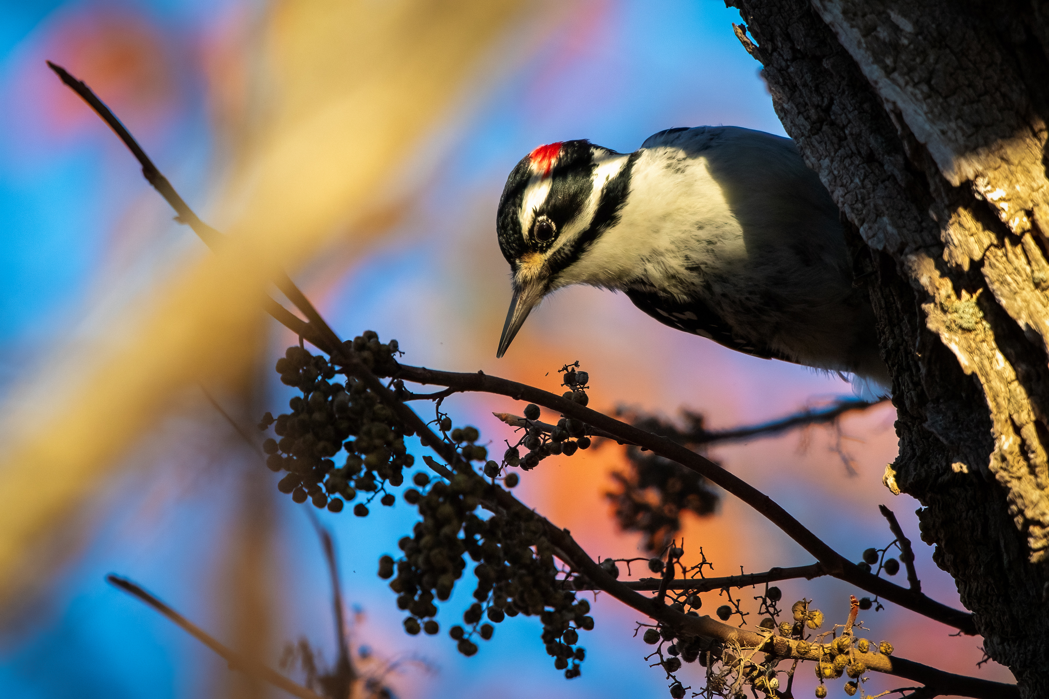 Male hairy woodpecker