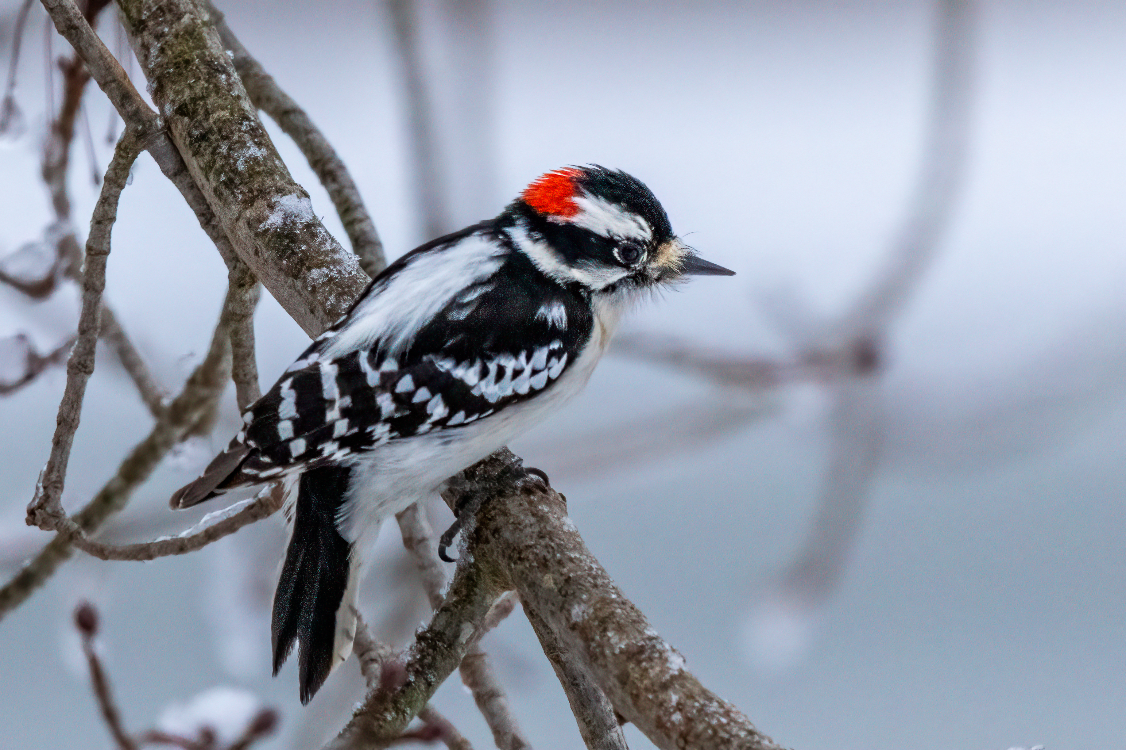 Male downy woodpecker