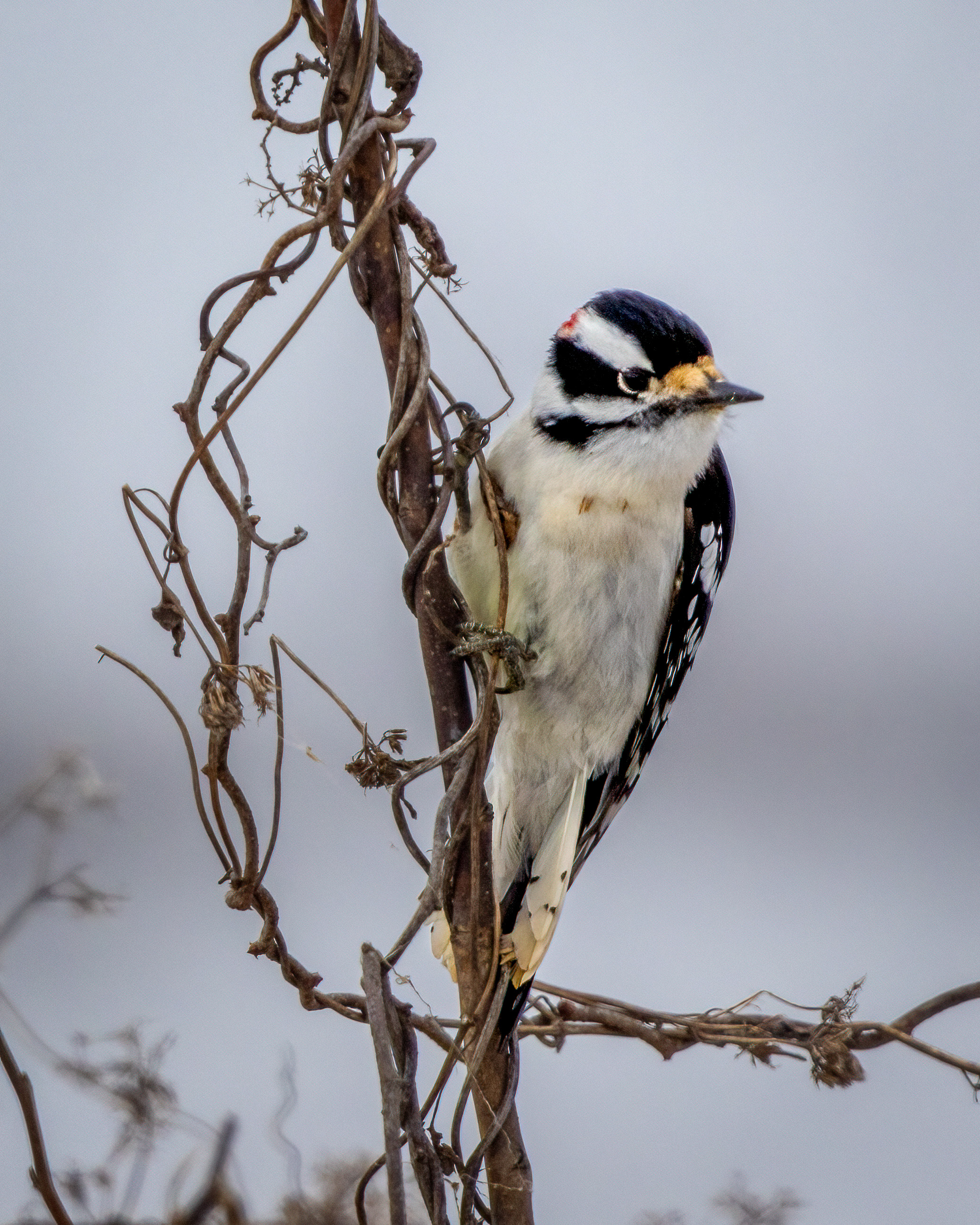 Male downy woodpecker