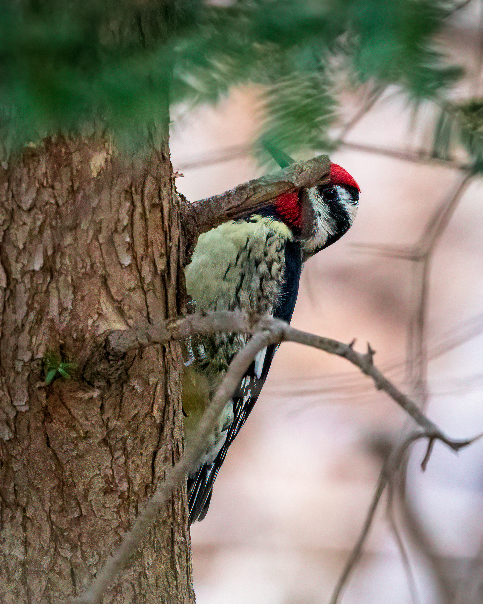Male yellow-bellied sapsuker