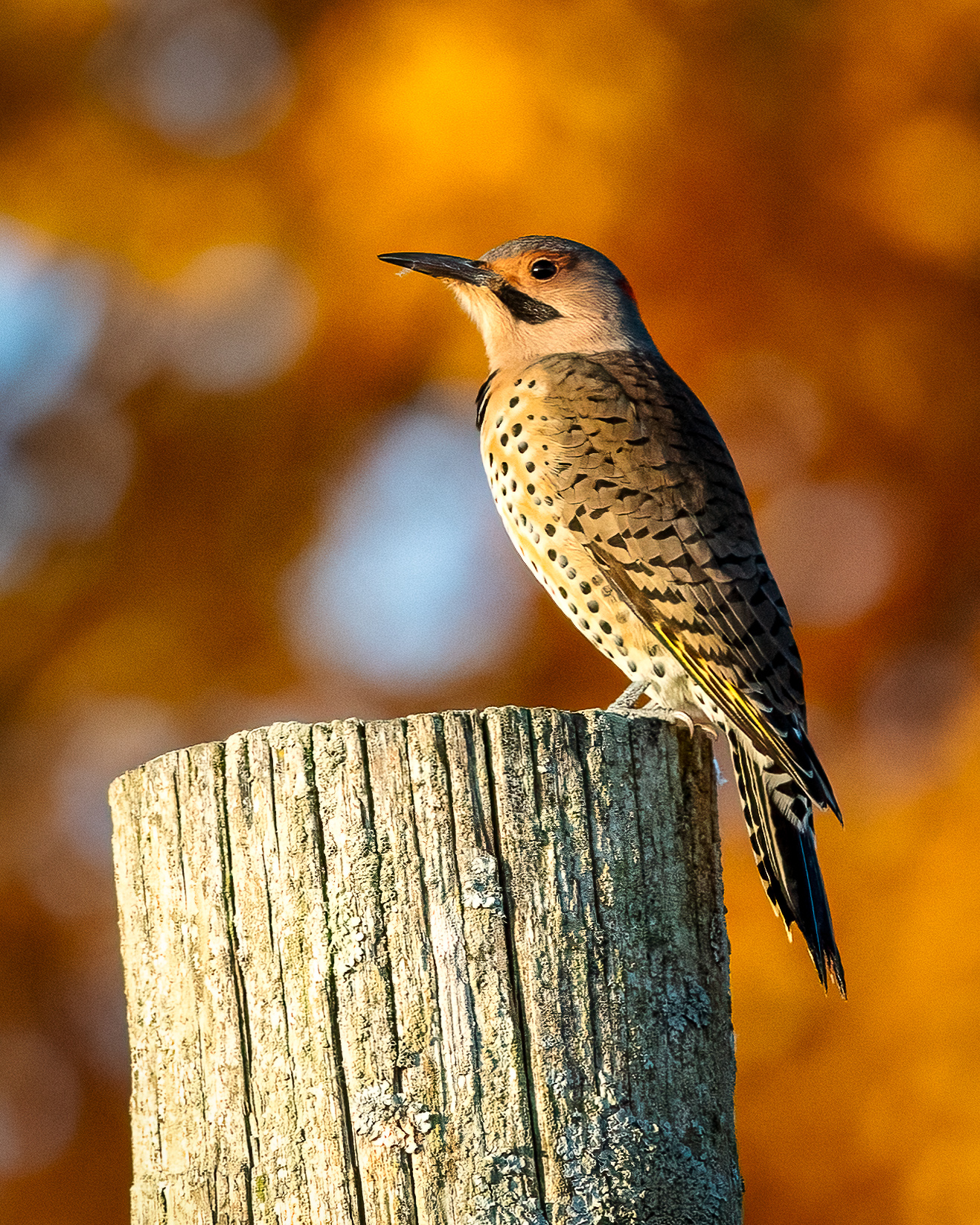 Male northern flicker