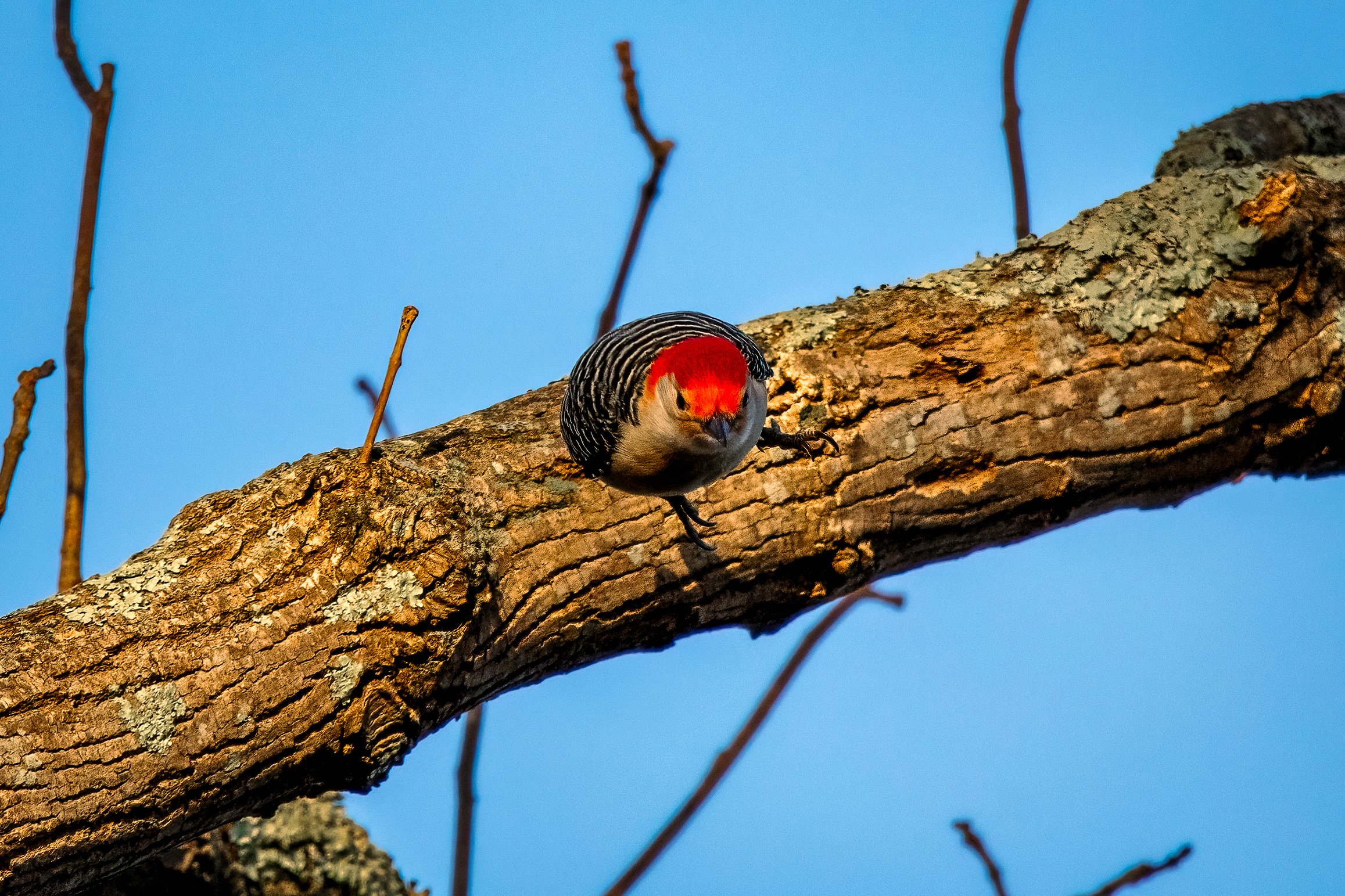 Male red-bellied woodpecker
