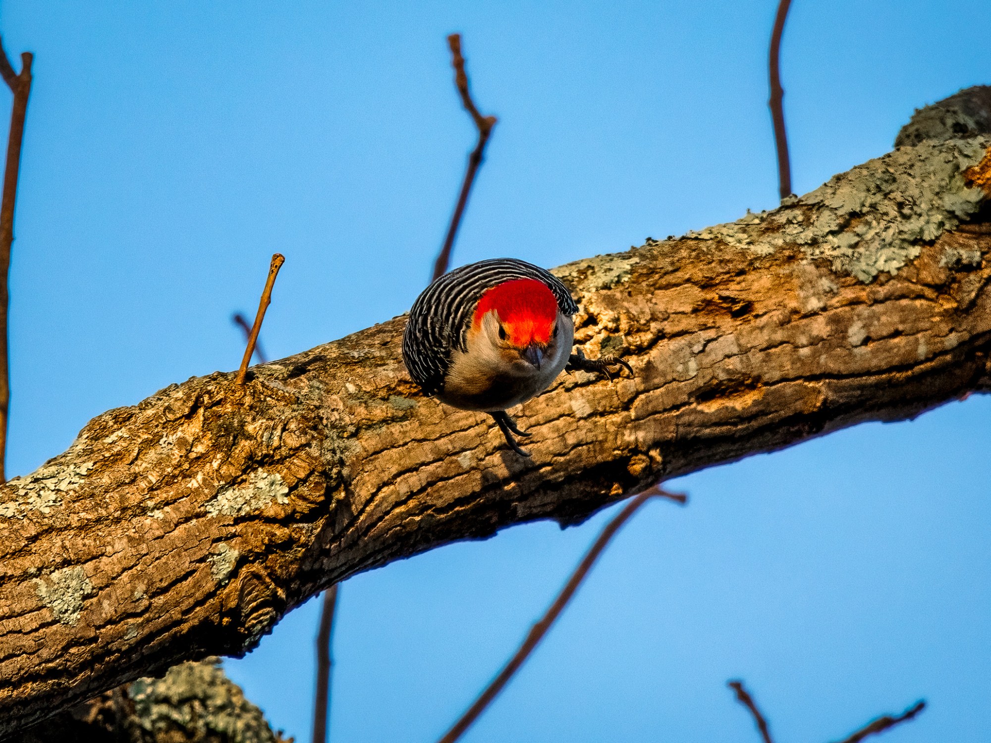 Male red-bellied woodpecker