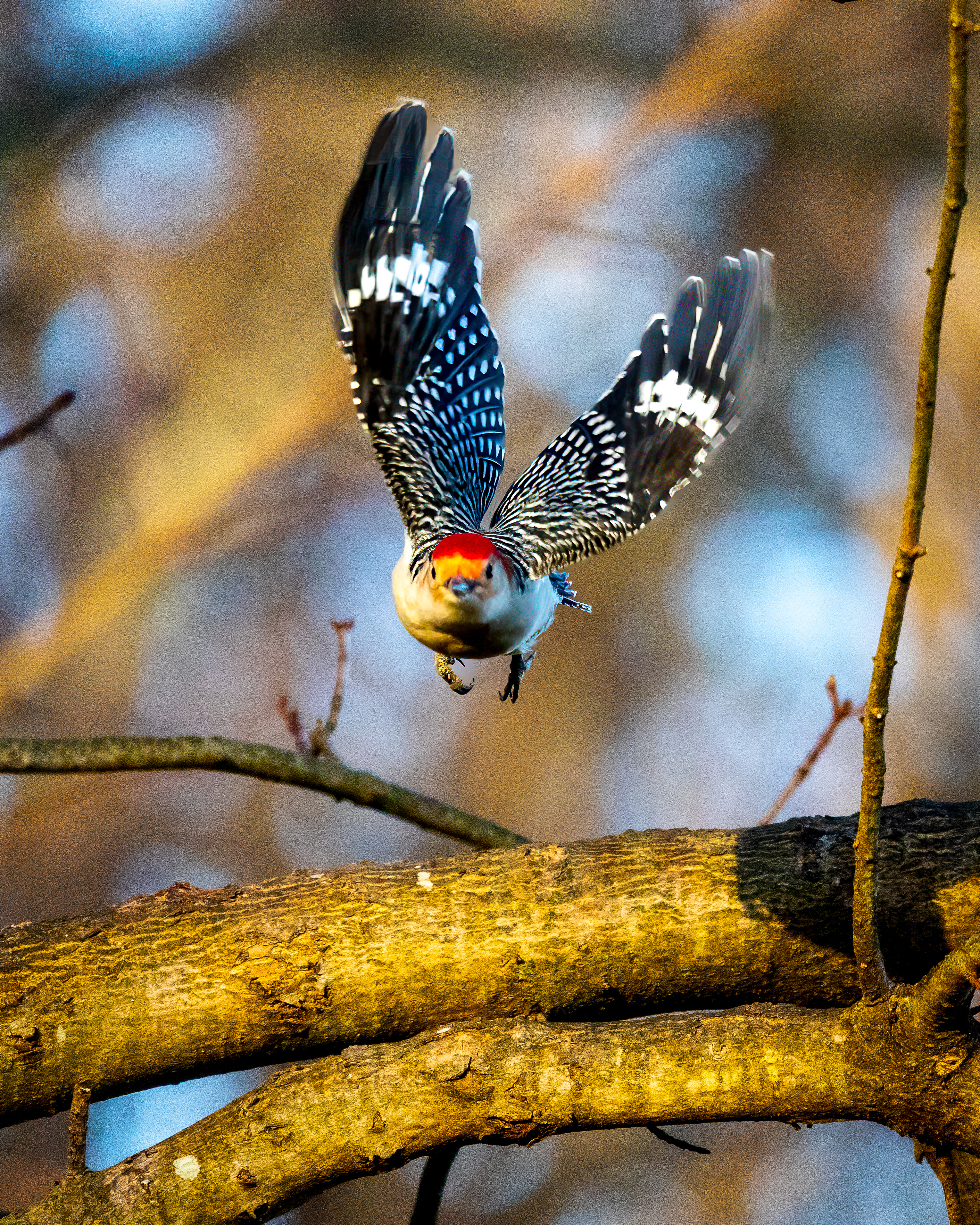 Male red-bellied woodpecker