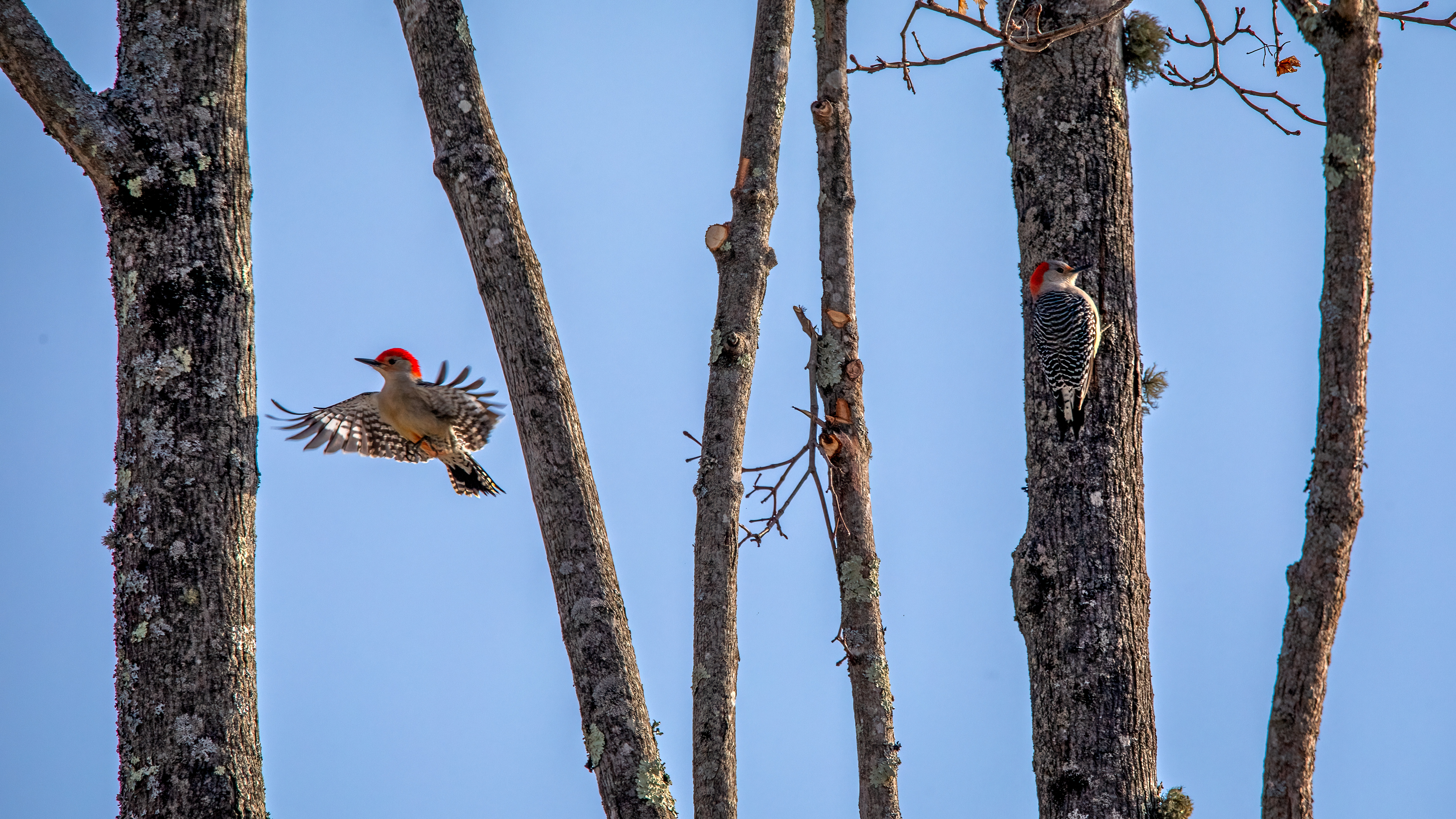Male (left) and female red-bellied woodpeckers