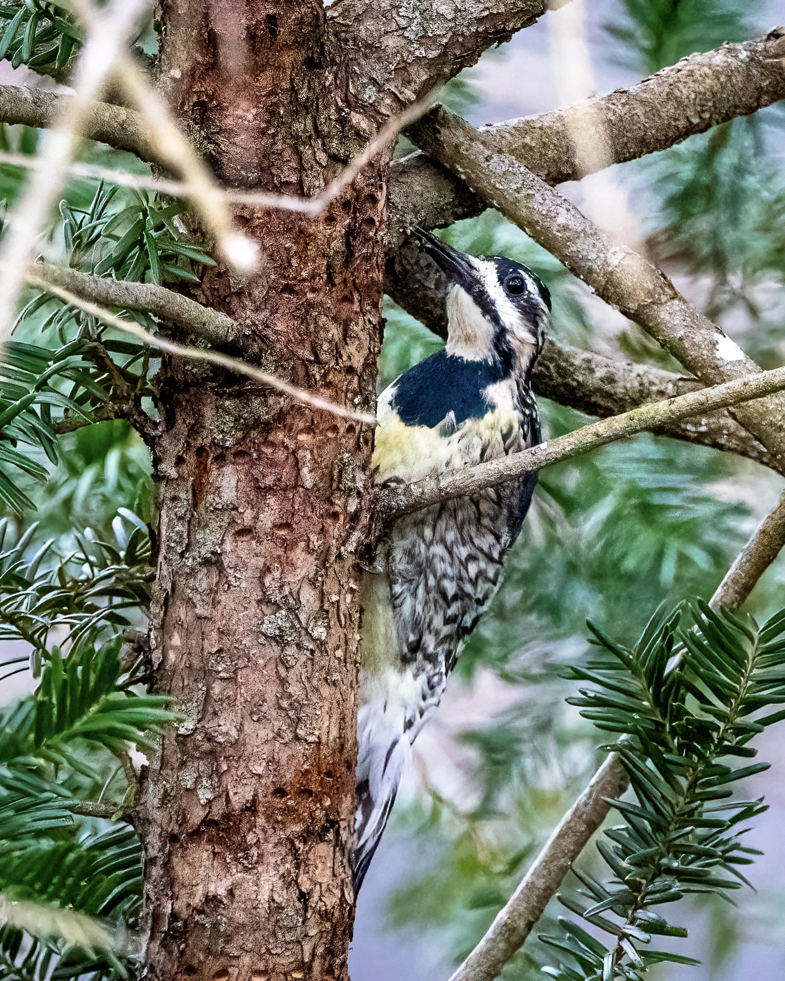 Juvenile yellow-bellied sapsucker