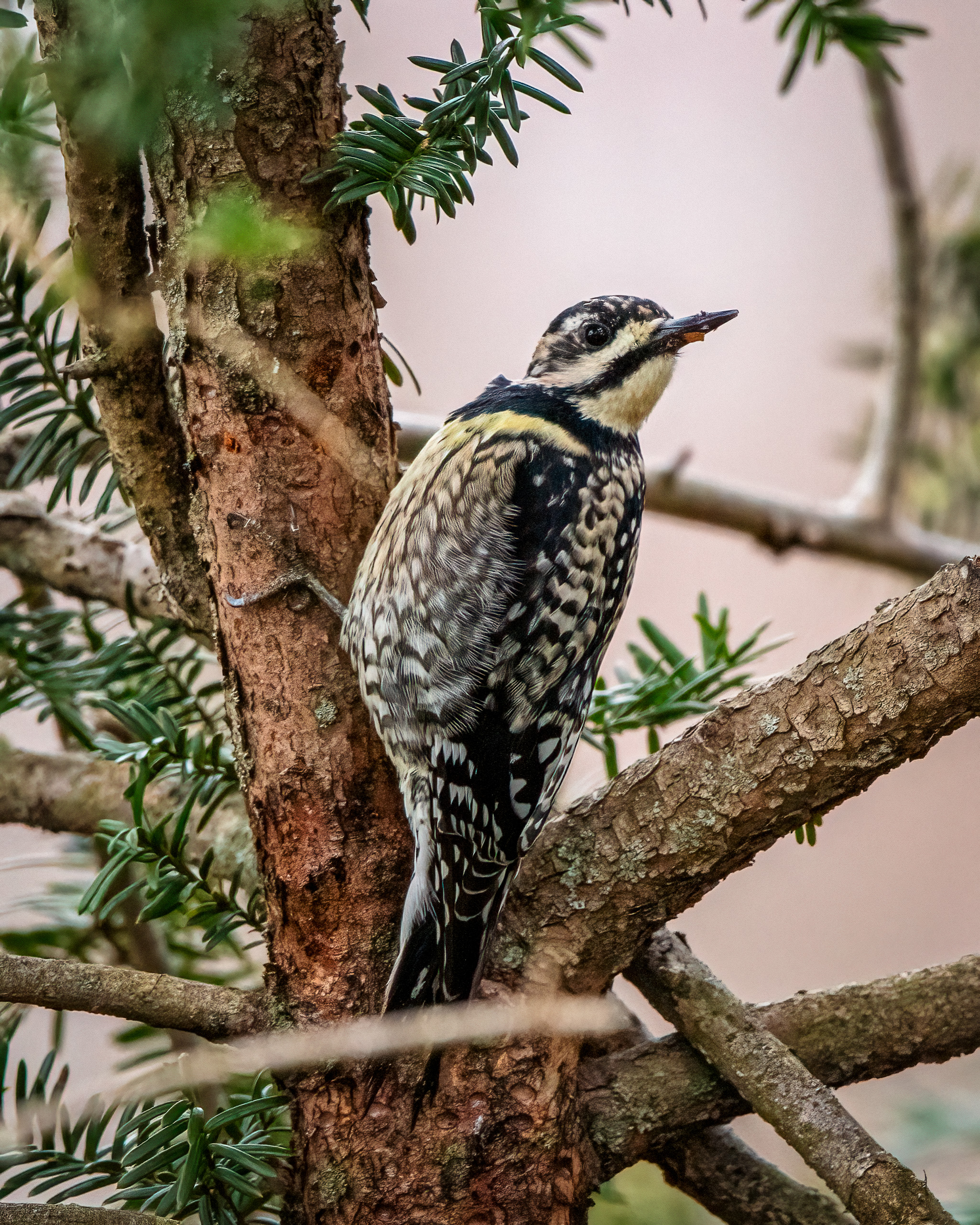 Juvenile yellow-bellied sapsucker