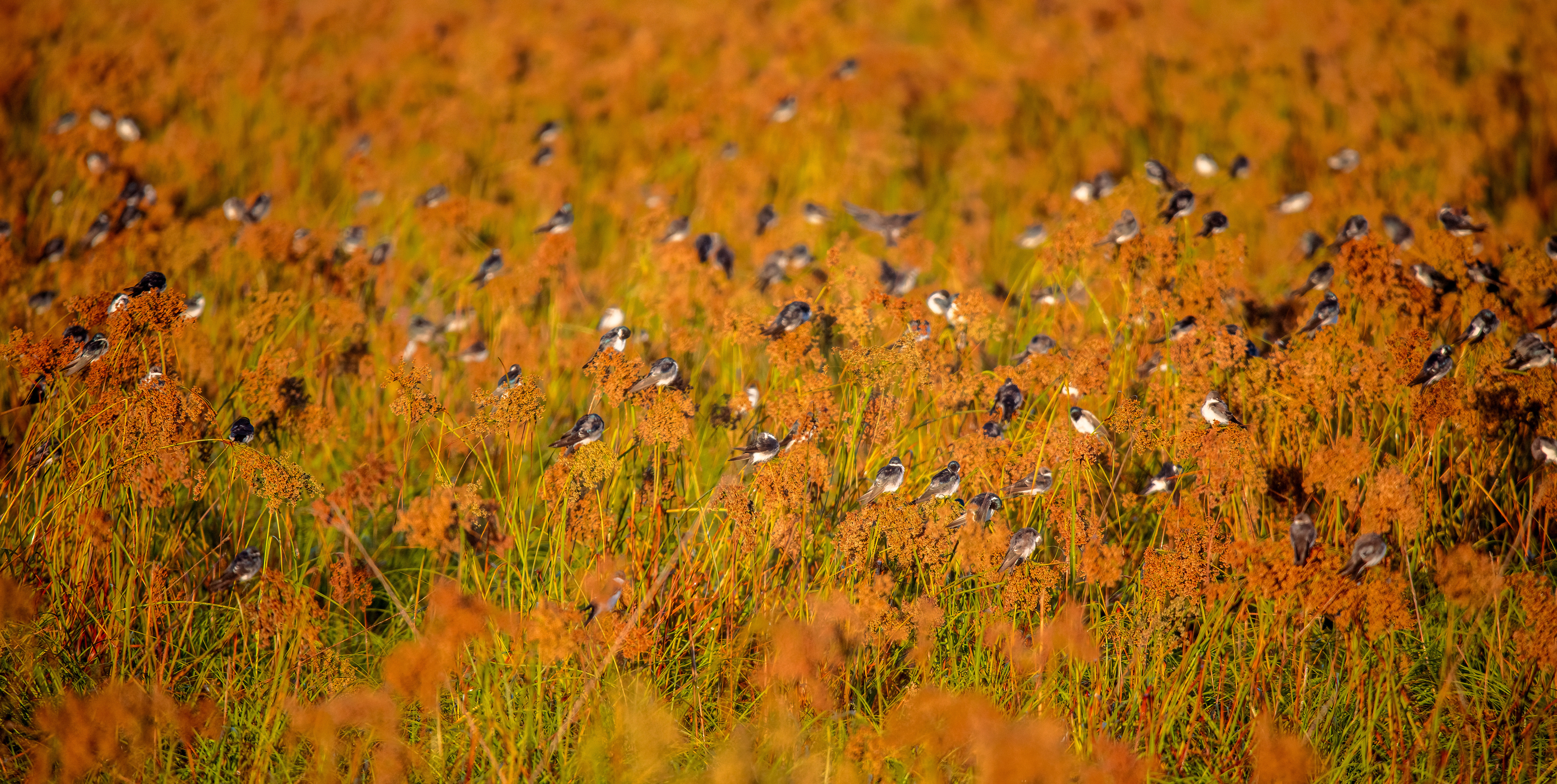 dozens of swallows perched in golden fall reeds