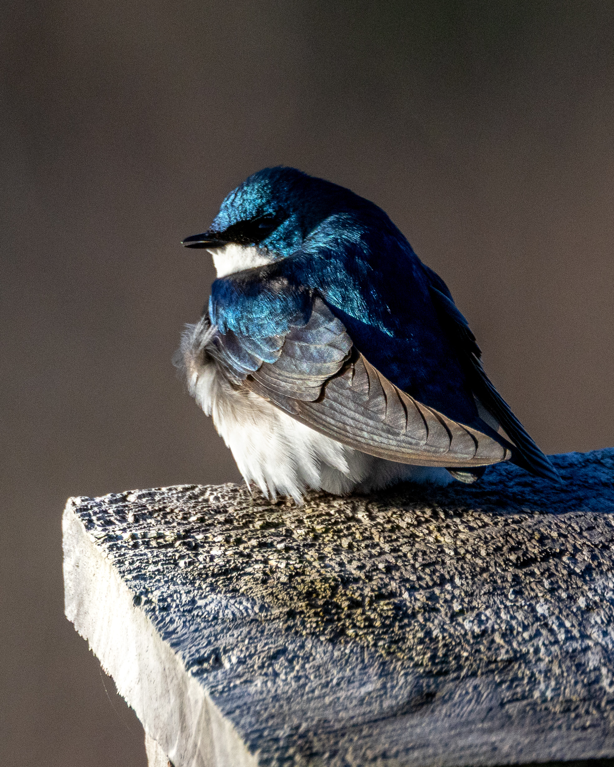 swallow perched on nest box