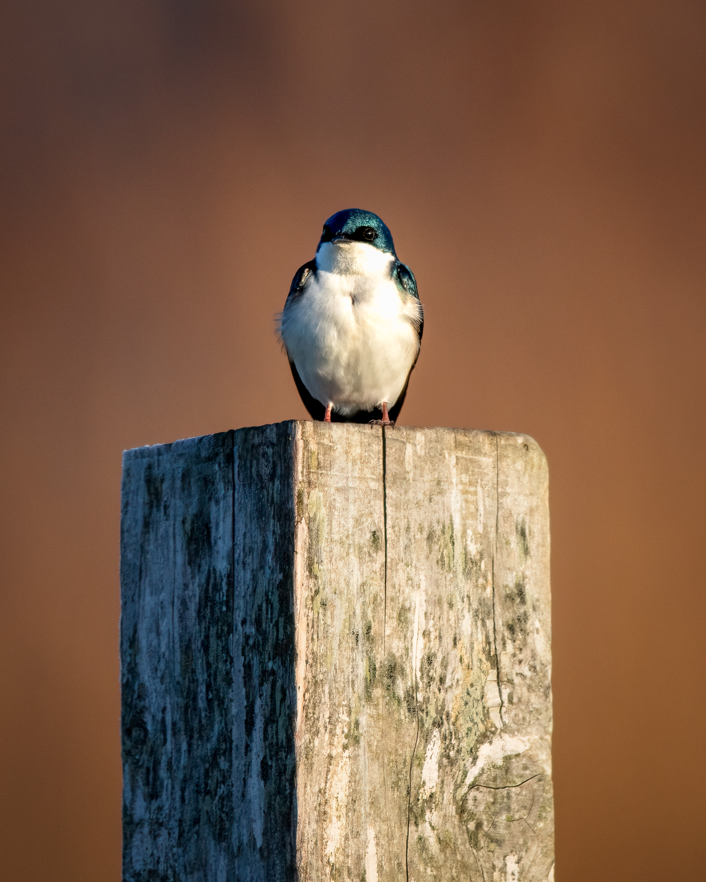 tree swallow perched on fencepost