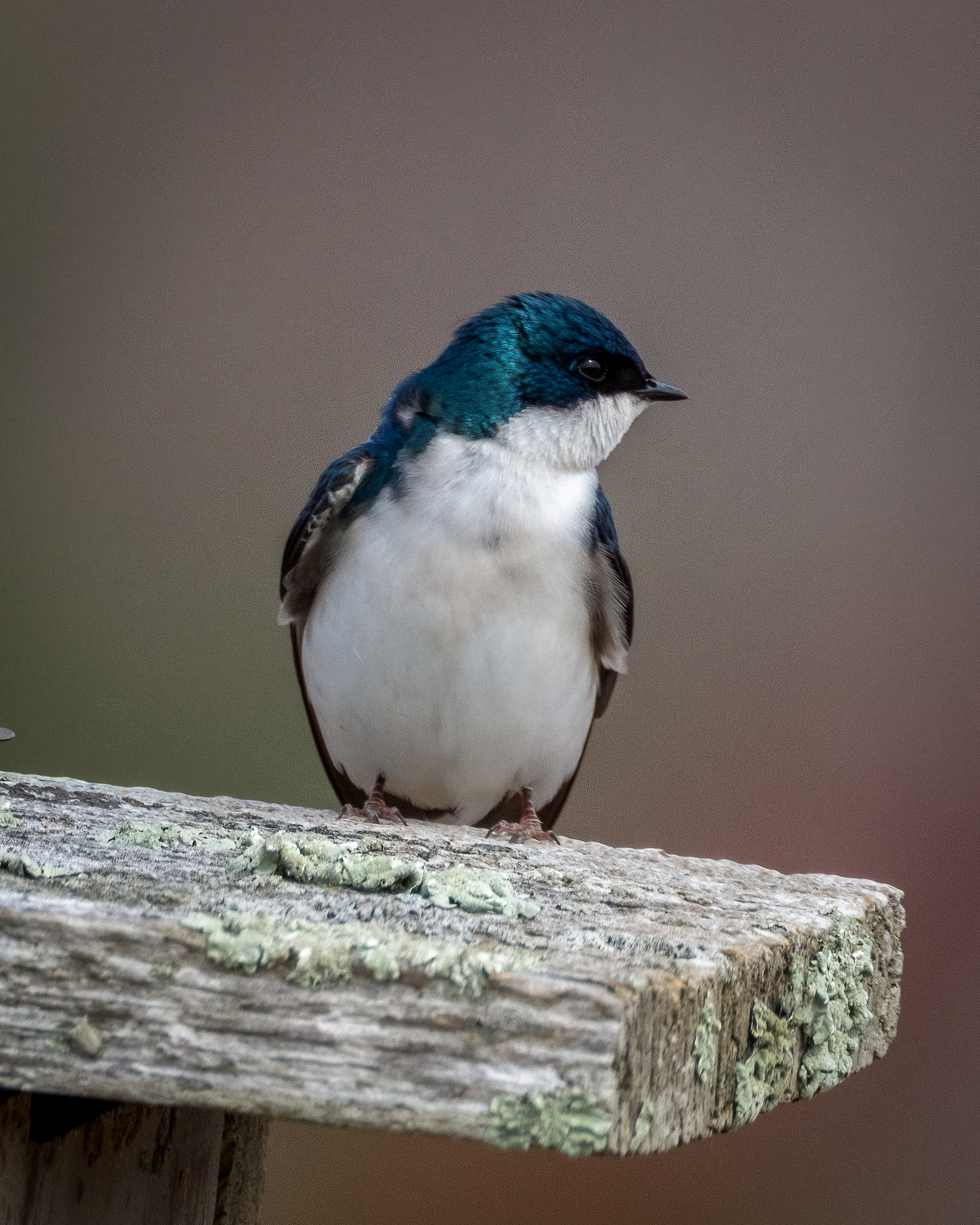 swallow perched on nest box