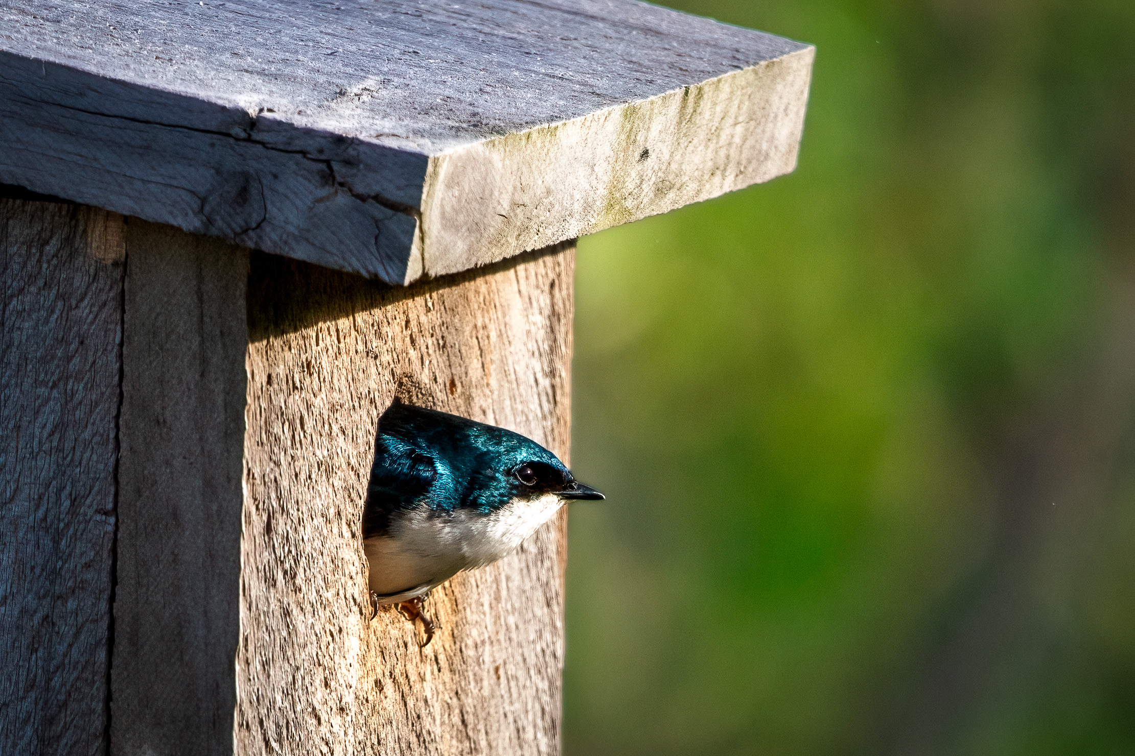 tree swallow peeking out of nest box