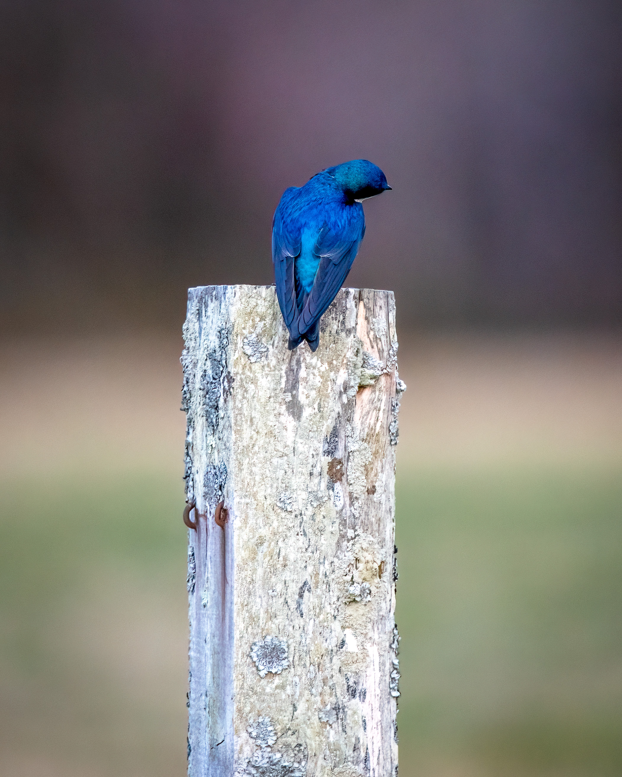 Tree swallow rearview perched on a fencepost. Brilliant blue
