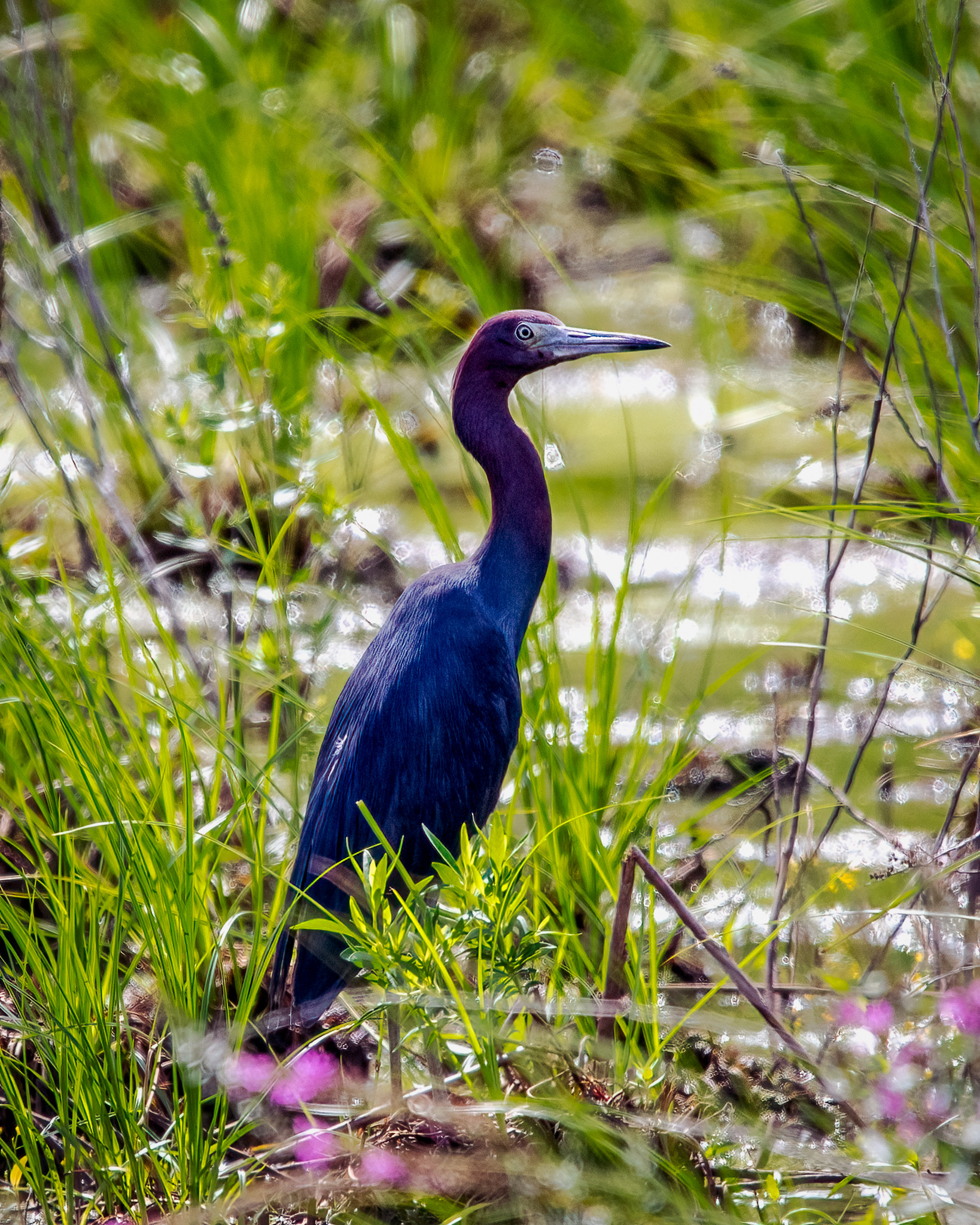 Adult little blue heron