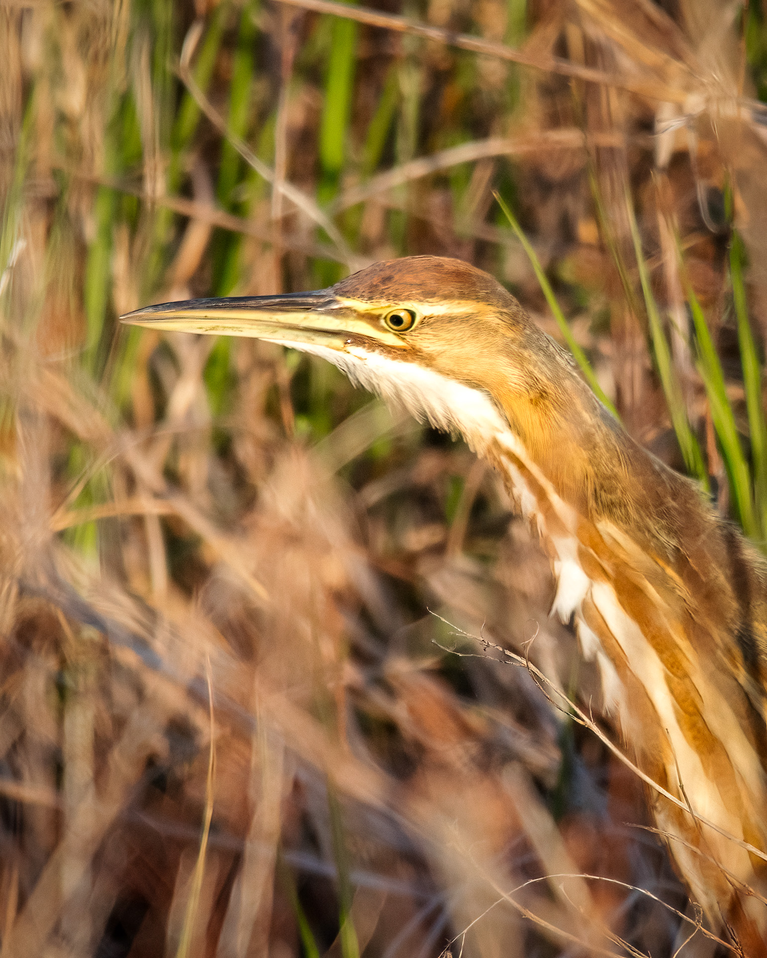 Closeup of American bittern