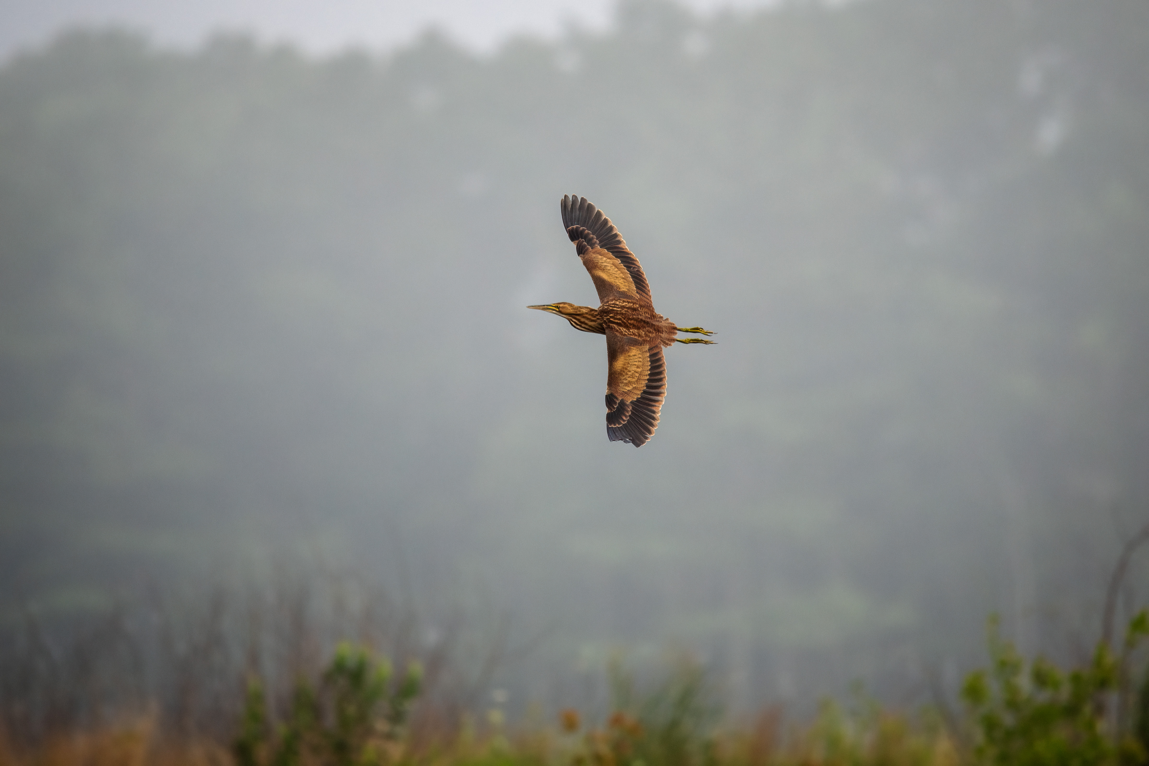 American bittern in flight over foggy marsh