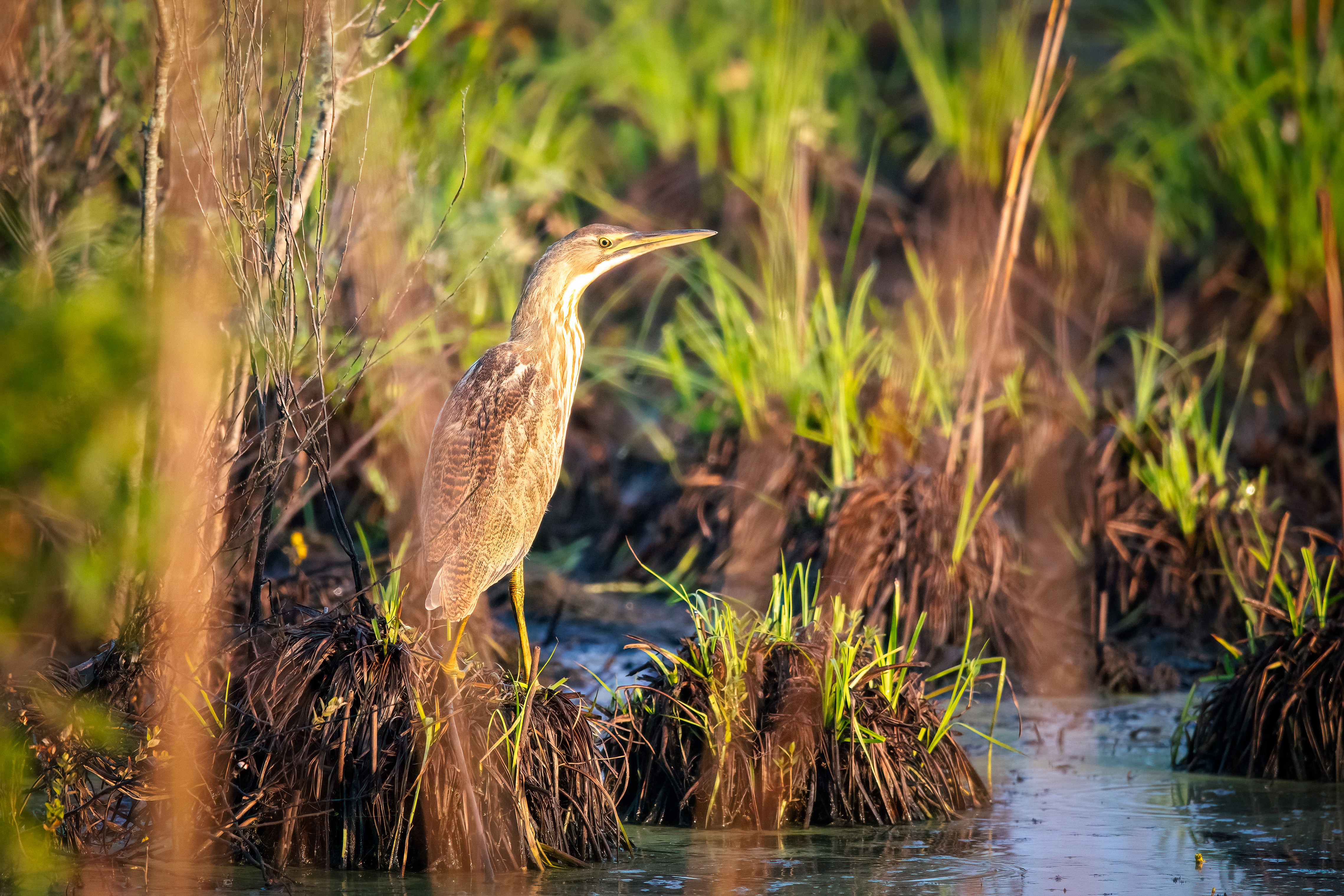 American bittern standing on a tuft of marsh grass