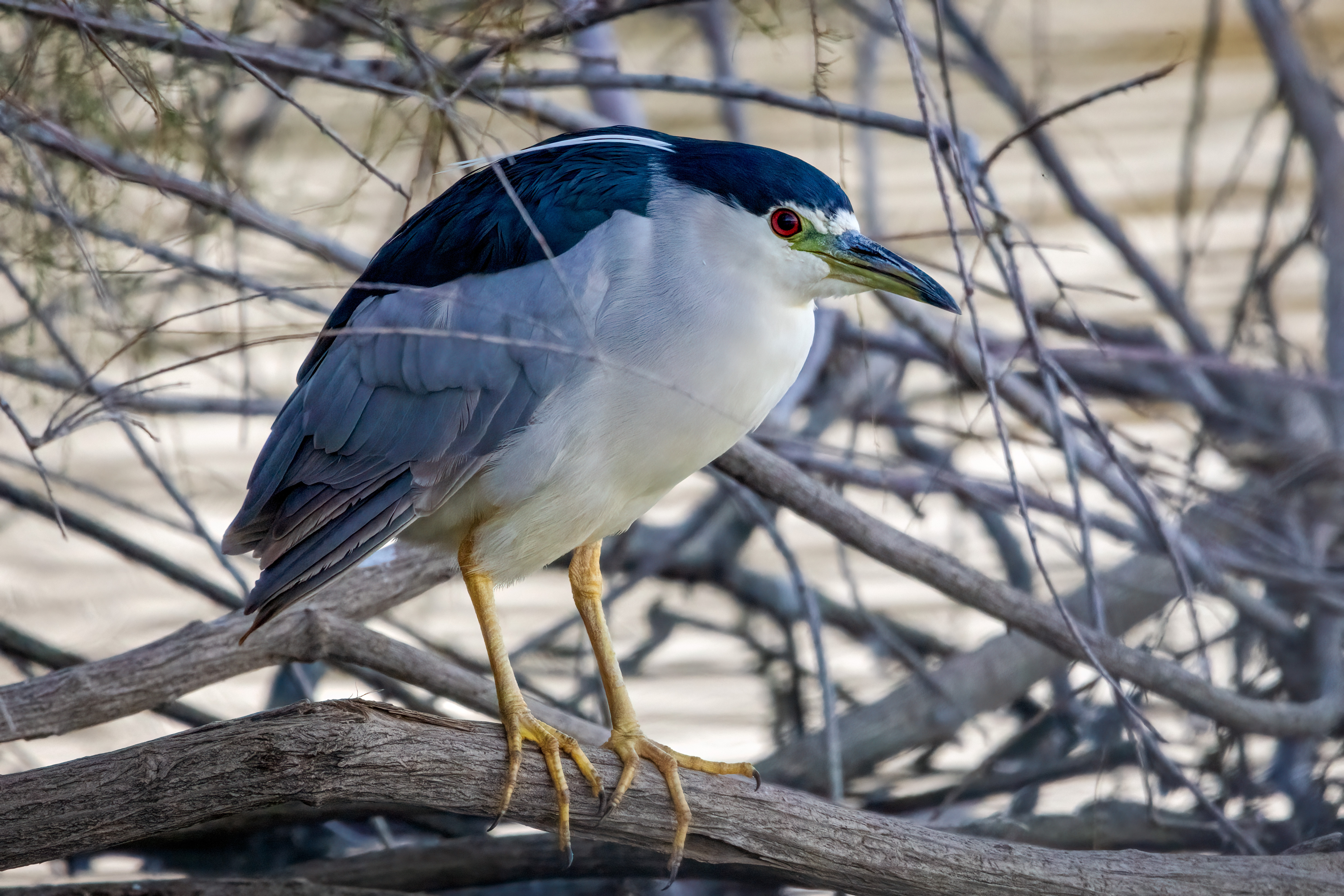 black crowned night heron sulking