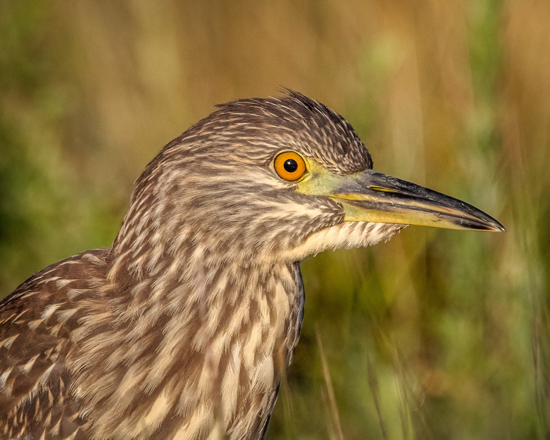 closeup of juvenile night heron