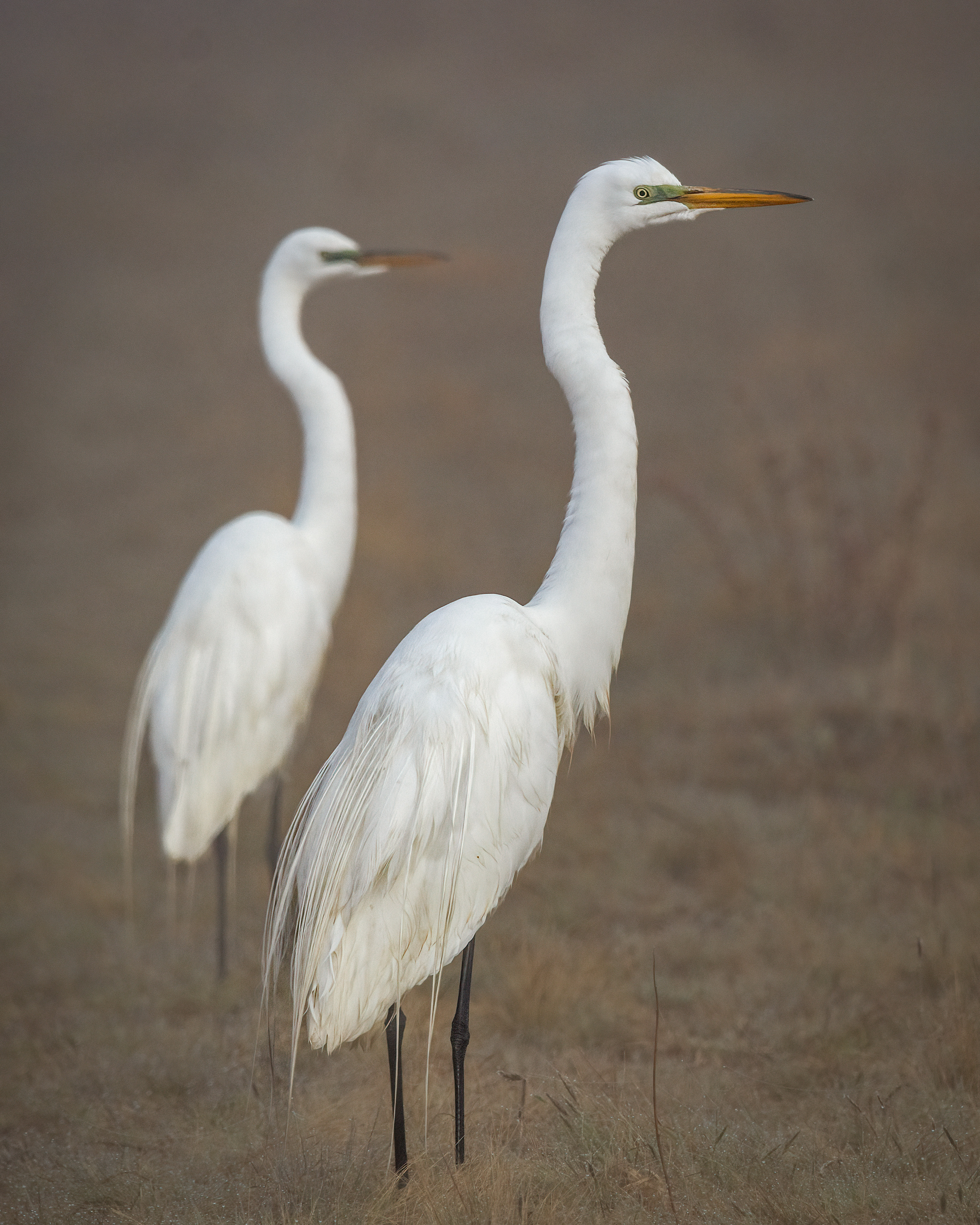 two egrets standing in fog