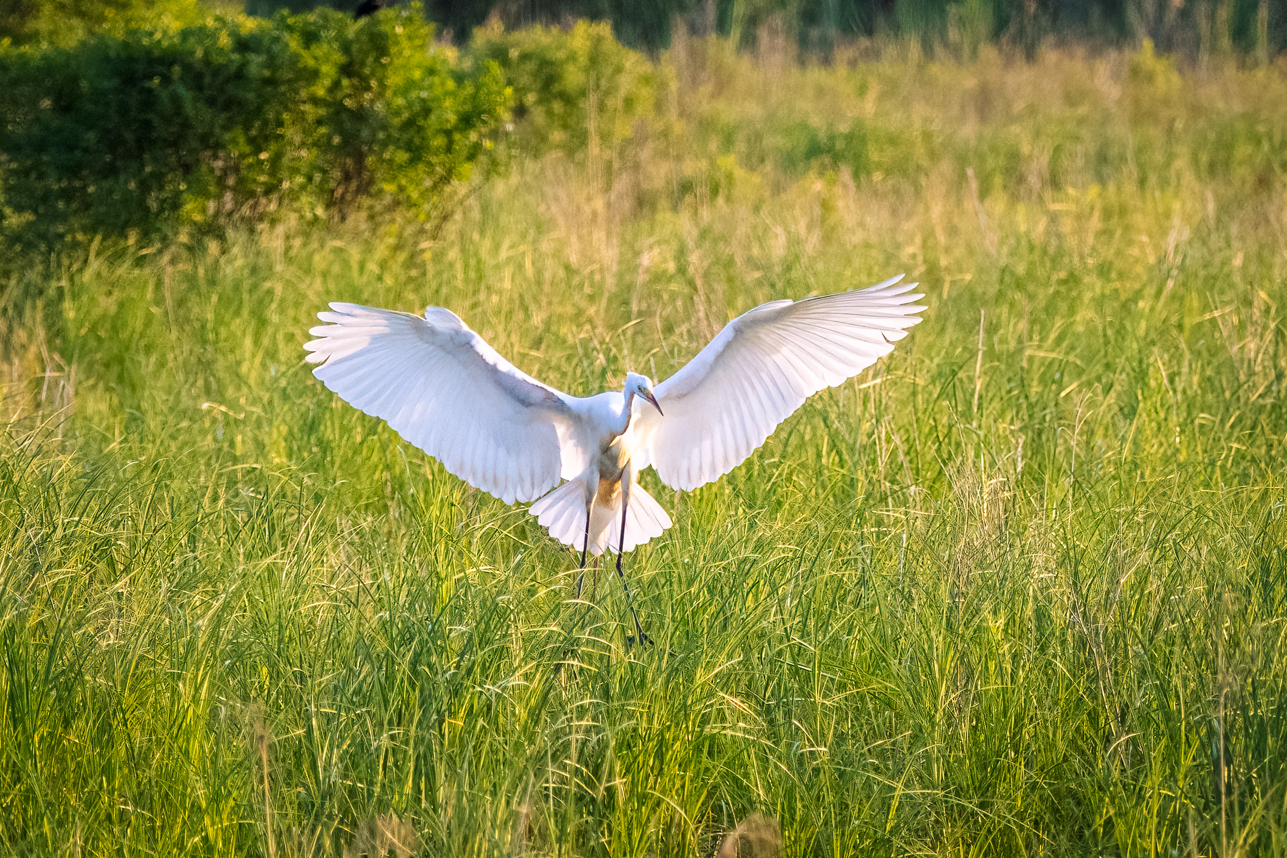 great egret with wings spread landing in green marsh grass